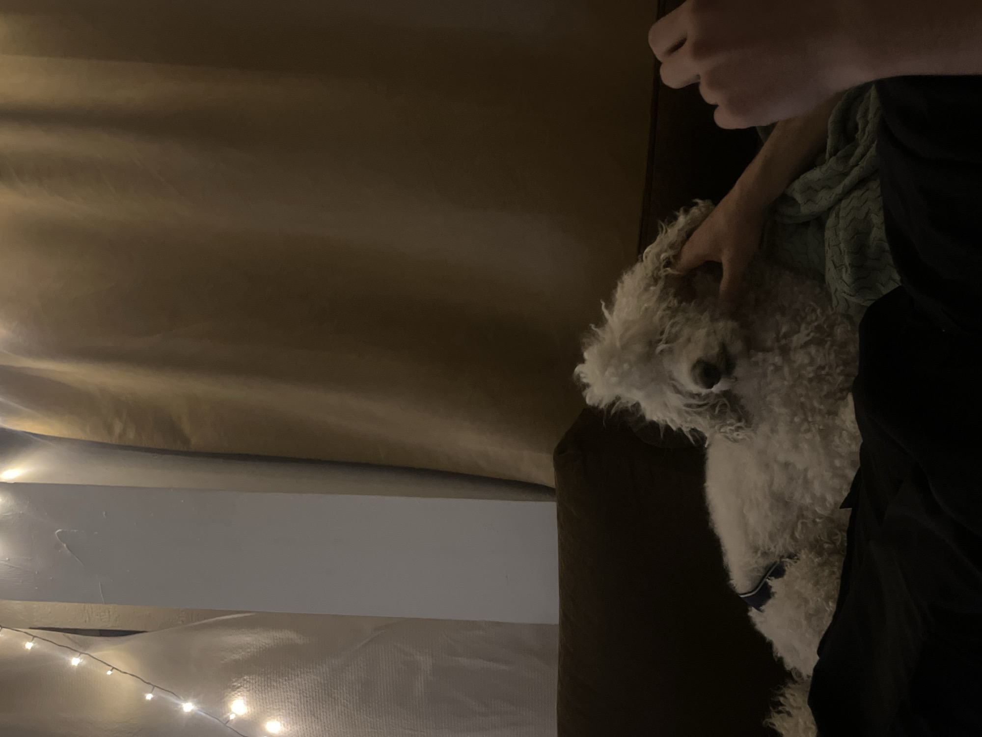 This dimly lit image captures a cozy indoor scene, presumably in Krasnoyarsk, Russia. The primary subjects are a fluffy white dog and a person whose arm and hand are visible. The person is engaged in petting the dog's head, indicating a moment of affection. The dog, with its curly white fur, looks towards the viewer with a gentle, curious expression. A dark blue collar is visible around the dog's neck.
The person is dressed in dark attire, and a light green, textured blanket or throw is draped over their lap or arm. The dog appears to be resting on a dark brown couch or armchair, which occupies the right side of the frame.
In the background, warm brown curtains hang, and a prominent white horizontal surface, possibly a wall or shelf, spans the mid-ground. A string of illuminated fairy lights with warm white bulbs is visible in the lower left corner, casting a soft glow and suggesting the scene takes place during the evening or night. The overall atmosphere is calm and intimate. There is no visible text within the image.