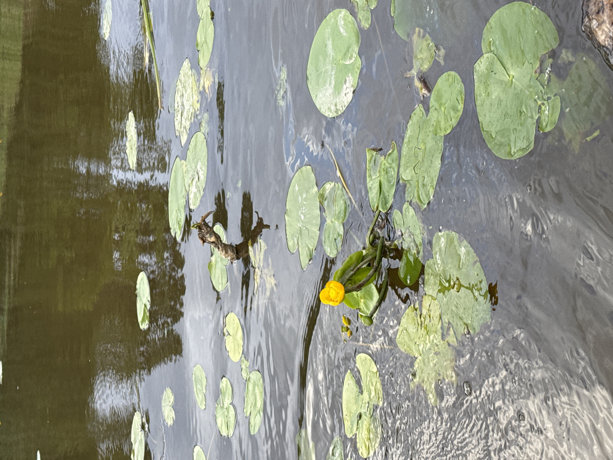 The image displays a close-up view of a yellow water lily blooming in dark, rippling water. The water is partially covered with round, green lily pads. Reflections of trees and the sky are visible on the water's surface. In the background, the water extends to a bank covered in green foliage. No people are present in the image. The scene is likely from a natural body of water such as a pond, lake, or slow-moving river, possibly within a park or natural area in Saint Petersburg, Russia.