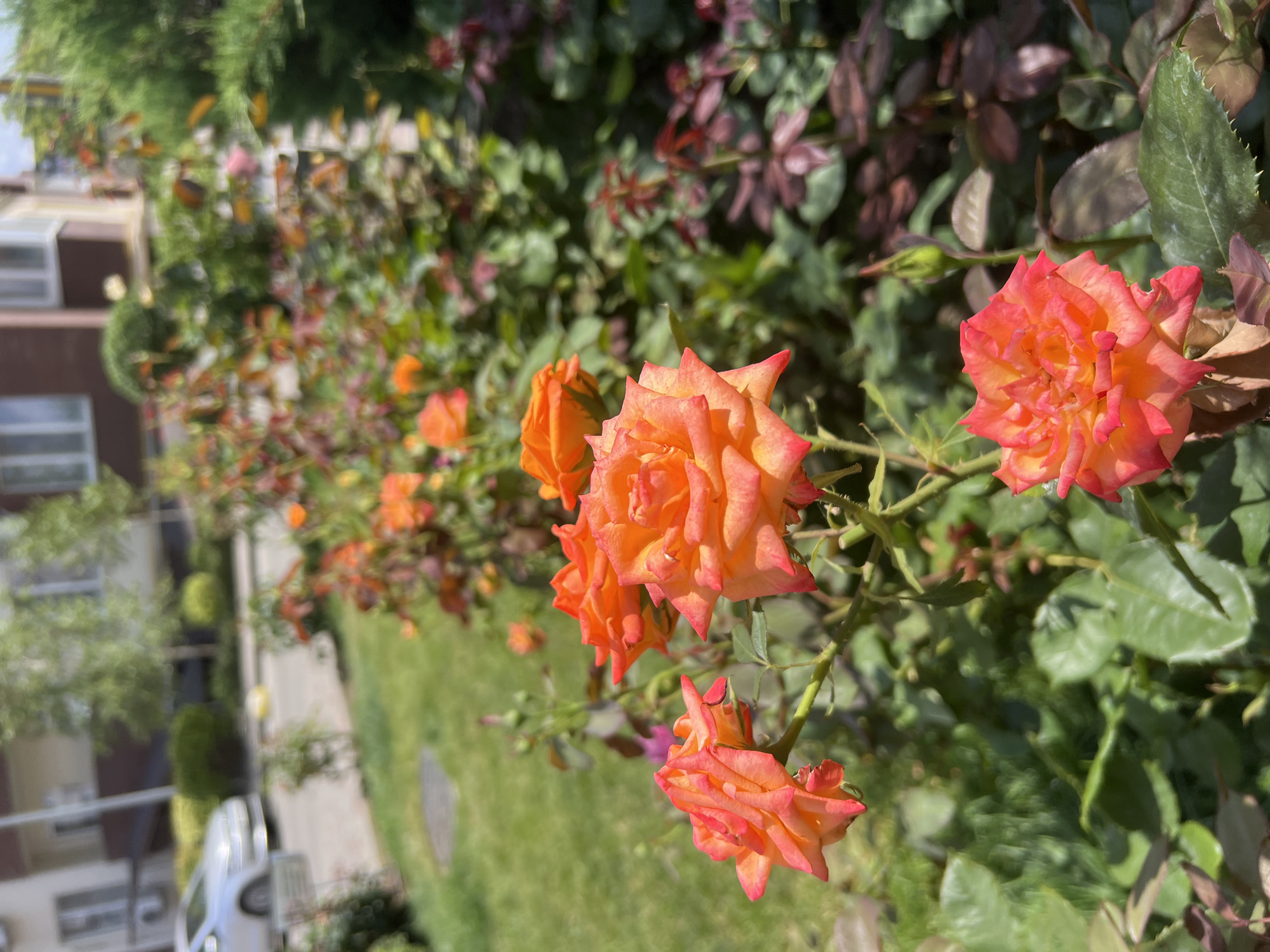 A close-up shot focuses on several vibrant orange and pink roses in full bloom. The roses are the primary subjects, with their petals displaying a gradient of color from bright orange to soft pink. They are set against a backdrop of lush green foliage and darker, reddish-tinged leaves. In the background, out of focus, is a residential building with a light-colored facade and windows, suggesting an urban or suburban setting. A silver car is parked on a paved area to the left, and a patch of manicured green grass is visible. The scene appears to be outdoors on a sunny day, given the bright lighting and shadows. This location is identified as Kryzhanivka, Ukraine.