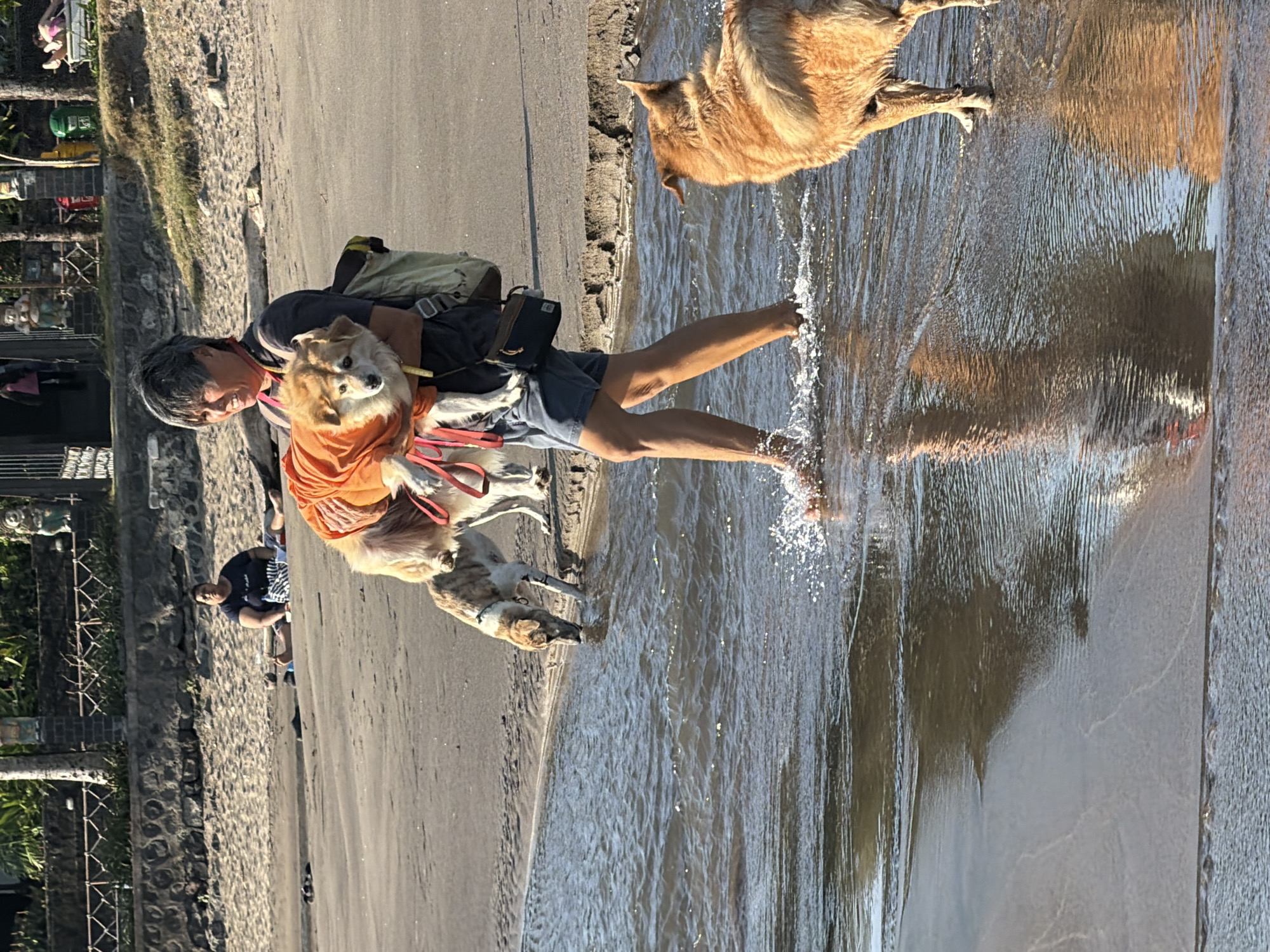 A person carries a small dog on the beach in North Kuta, Indonesia. The person is wearing a dark t-shirt and blue shorts, and the dog is wearing an orange vest. Another dog, a larger breed, walks in the water next to them. In the background, another person sits on the sand, and further back, there are palm trees and buildings. The scene appears to be at sunset, with the sun casting a warm glow on the water and sand.
