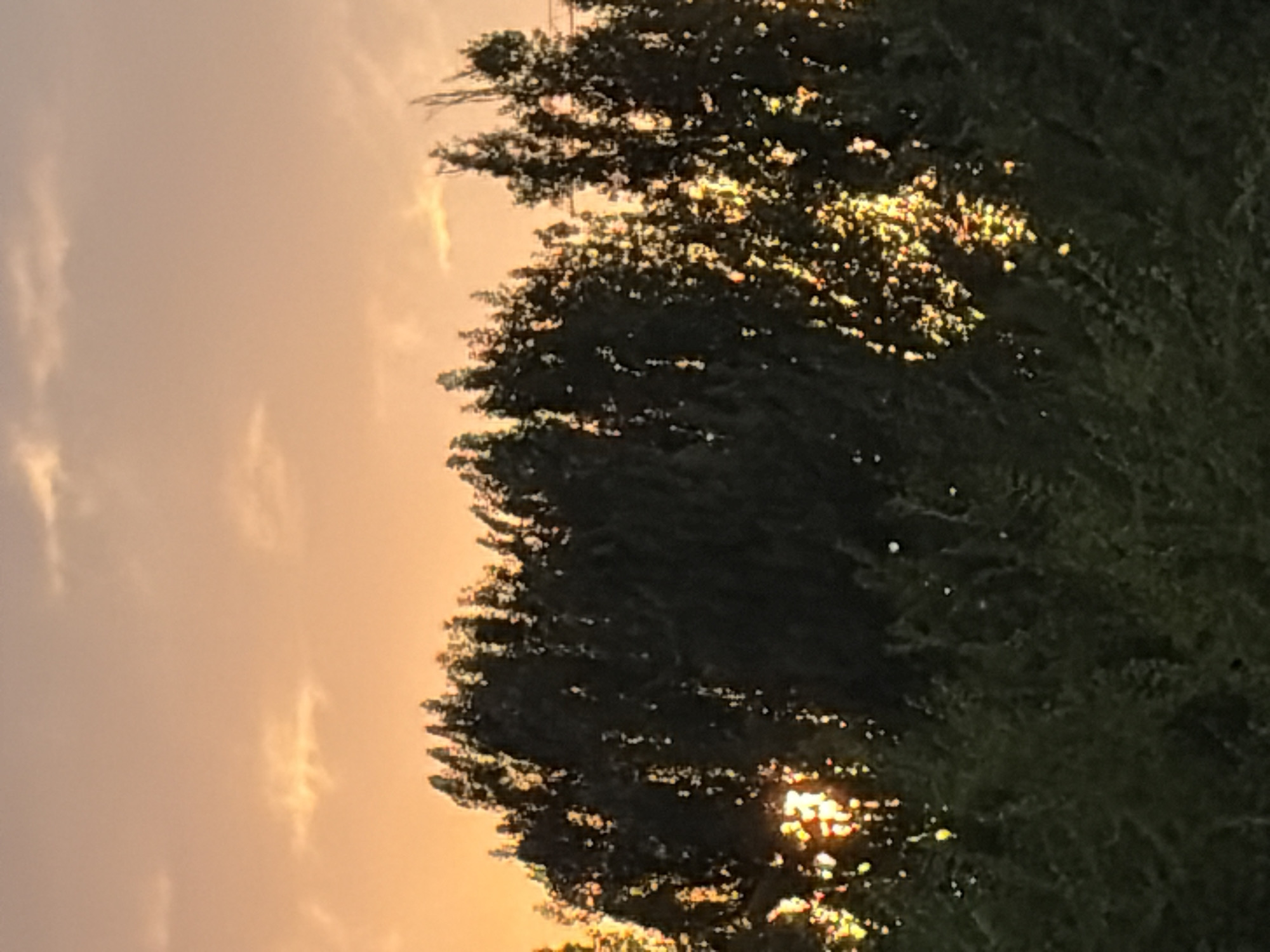A photograph captures the top of a dense cluster of dark green trees against a pale orange sky. The sky has a few wispy white clouds. The sun is setting, and its light shines through the trees, creating a dappled effect of bright yellow and orange highlights on the leaves and branches. The foreground is also filled with the tops of trees, mostly in shadow, obscuring any ground details. The image appears to be taken from a slightly elevated perspective looking up towards the trees and sky.