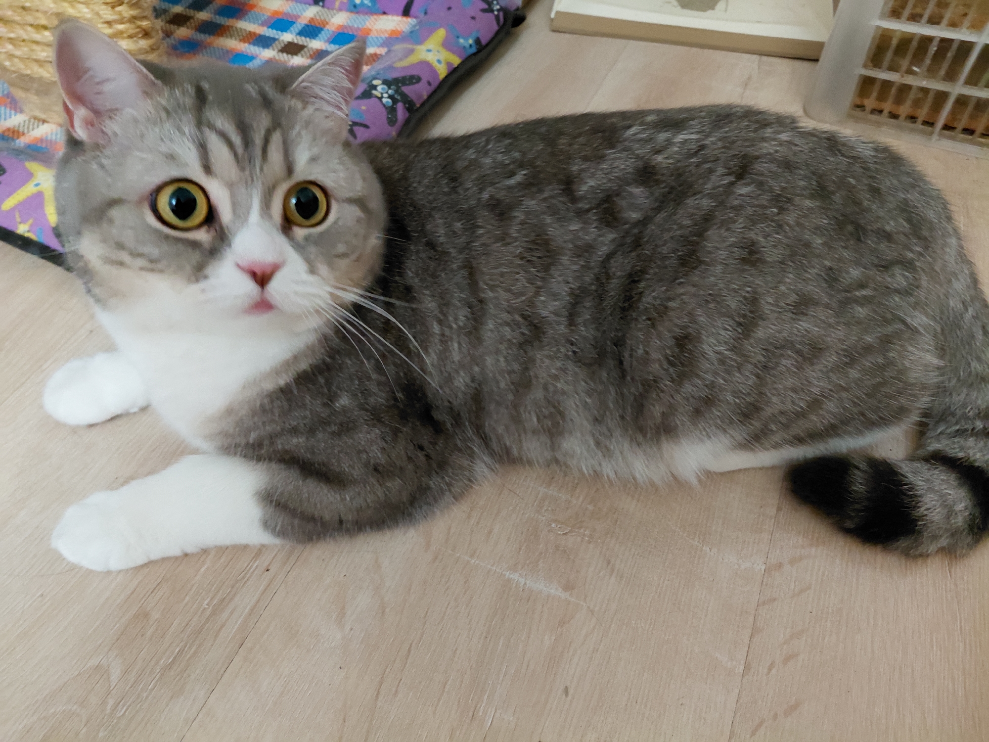 A tabby cat with large yellow eyes is lying on a light-colored wooden floor. The cat is primarily gray and white with black tabby markings on its back and tail. Its front paws are white. Behind the cat, there is a colorful patterned mat and a white plastic object with visible contents. The background appears to be an indoor setting. There are no people or any indication of the city of Сотниково, Russia.