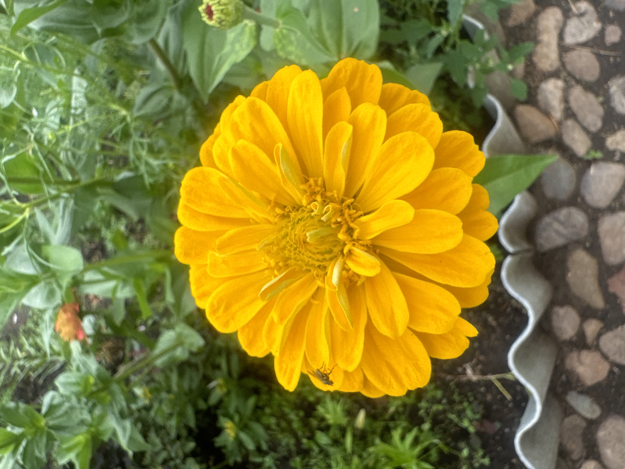 A close-up, eye-level shot captures a vibrant, fully bloomed yellow zinnia flower in a garden. The zinnia is the central focus, its petals radiating outwards in multiple layers. A small fly rests on one of the outermost petals on the left side of the flower. The background consists of lush green foliage, including other plants and a partially visible zinnia bud on the right. The foreground shows a scalloped white border of a planter box, with rough, reddish-brown stones beneath it. The lighting suggests it is daytime, possibly overcast, as there are no harsh shadows. The image is sharp and clear, highlighting the intricate details of the zinnia and its surroundings. There are no people or buildings visible in the frame, indicating a natural, outdoor setting within a garden. The location in Maksimovshchina, Russia, is not visually indicated in the image itself.