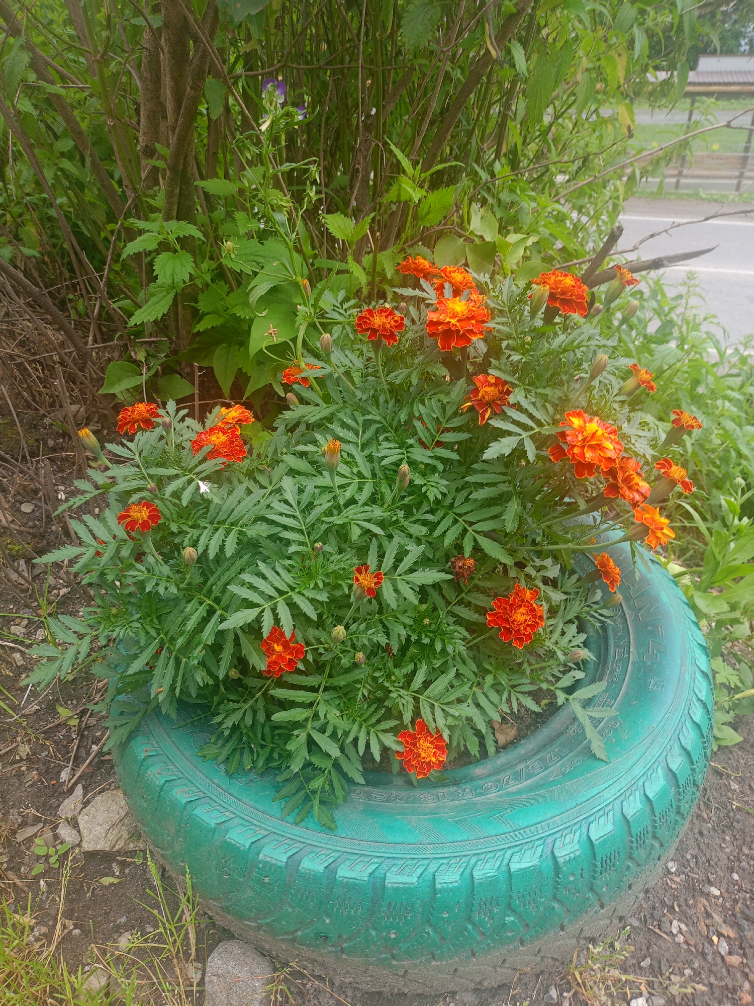 A potted marigold plant is displayed in a painted green tire. The marigolds are in full bloom with vibrant orange and yellow petals. The plant is lush with feathery green foliage. The tire is positioned outdoors, likely in a garden or yard, with dry grass and dirt surrounding it. In the background, a road and a wooden structure are visible, suggesting an urban or suburban setting. The overall scene is rustic and colorful.