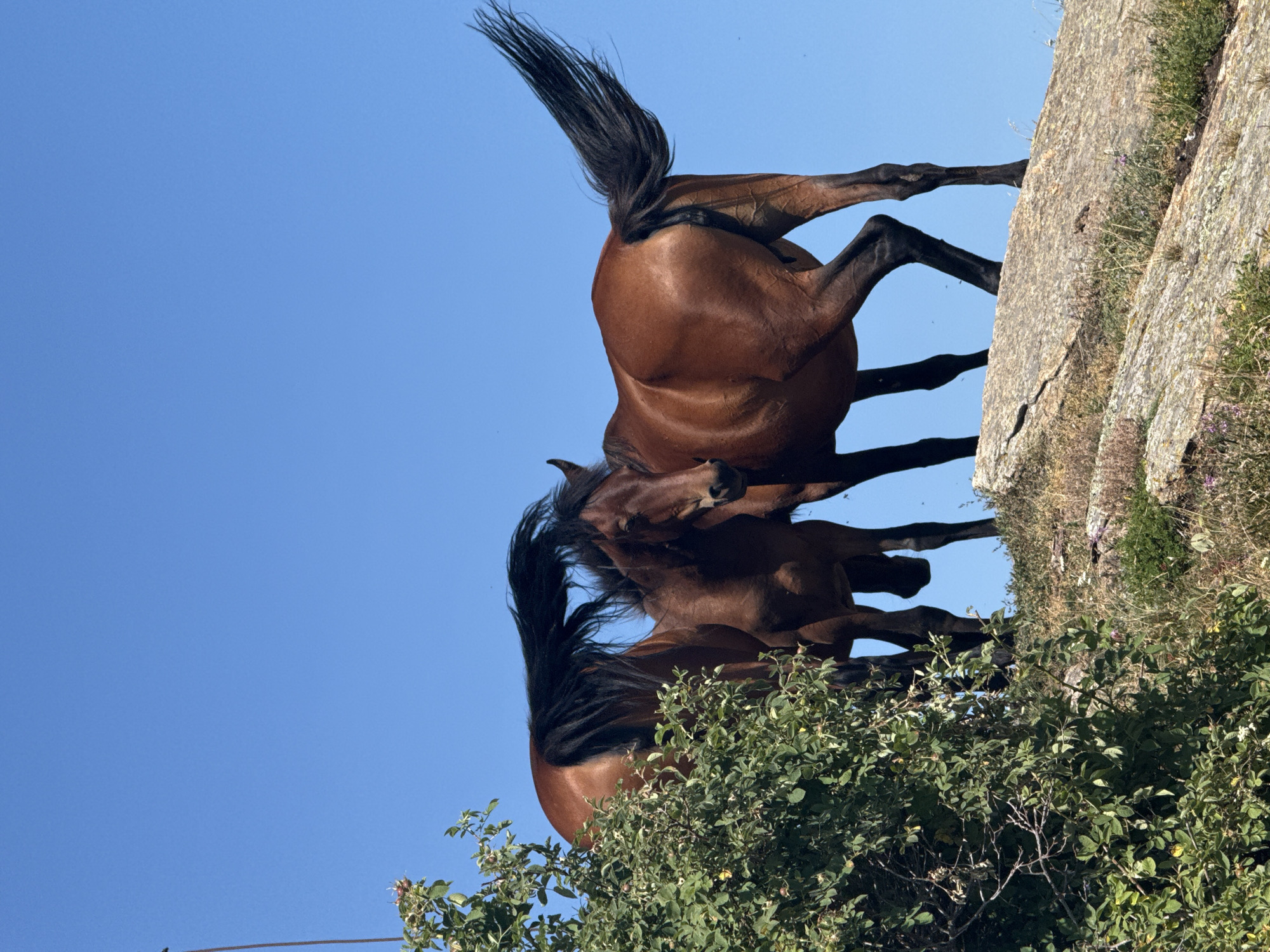 Two brown horses stand on a rocky, overgrown hilltop under a clear blue sky. The horse in the foreground is facing right, with its tail held high and flowing. A second horse is to its left, partially obscured by green foliage, and appears to be nuzzling the first horse. The ground is covered in sparse grasses, wildflowers, and large, light-colored rocks. The overall scene suggests a natural, outdoor setting.