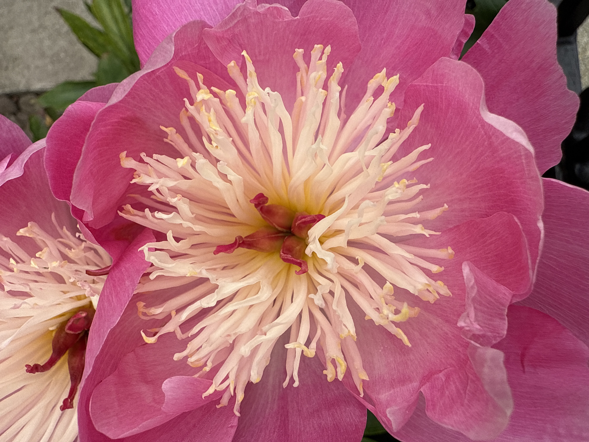 The image is a close-up, detailed shot of a vibrant pink peony flower in bloom. The petals are a rich, saturated pink, with soft, delicate edges that curve and overlap. The center of the flower is a striking contrast, featuring a mass of creamy white stamens tipped with yellow anthers, surrounding a cluster of dark red carpels. The texture of the petals appears velvety, while the stamens are thin and wispy, creating a feathery effect. In the background, out of focus, there are hints of green leaves and a textured grey surface that could be a stone or concrete element, suggesting an outdoor garden setting. The lighting is bright, highlighting the intricate details and colors of the flower. There are no people, actions, or interactions visible in this close-up view of the peony. There is no identifiable location in the city of Lerwick, United Kingdom.
