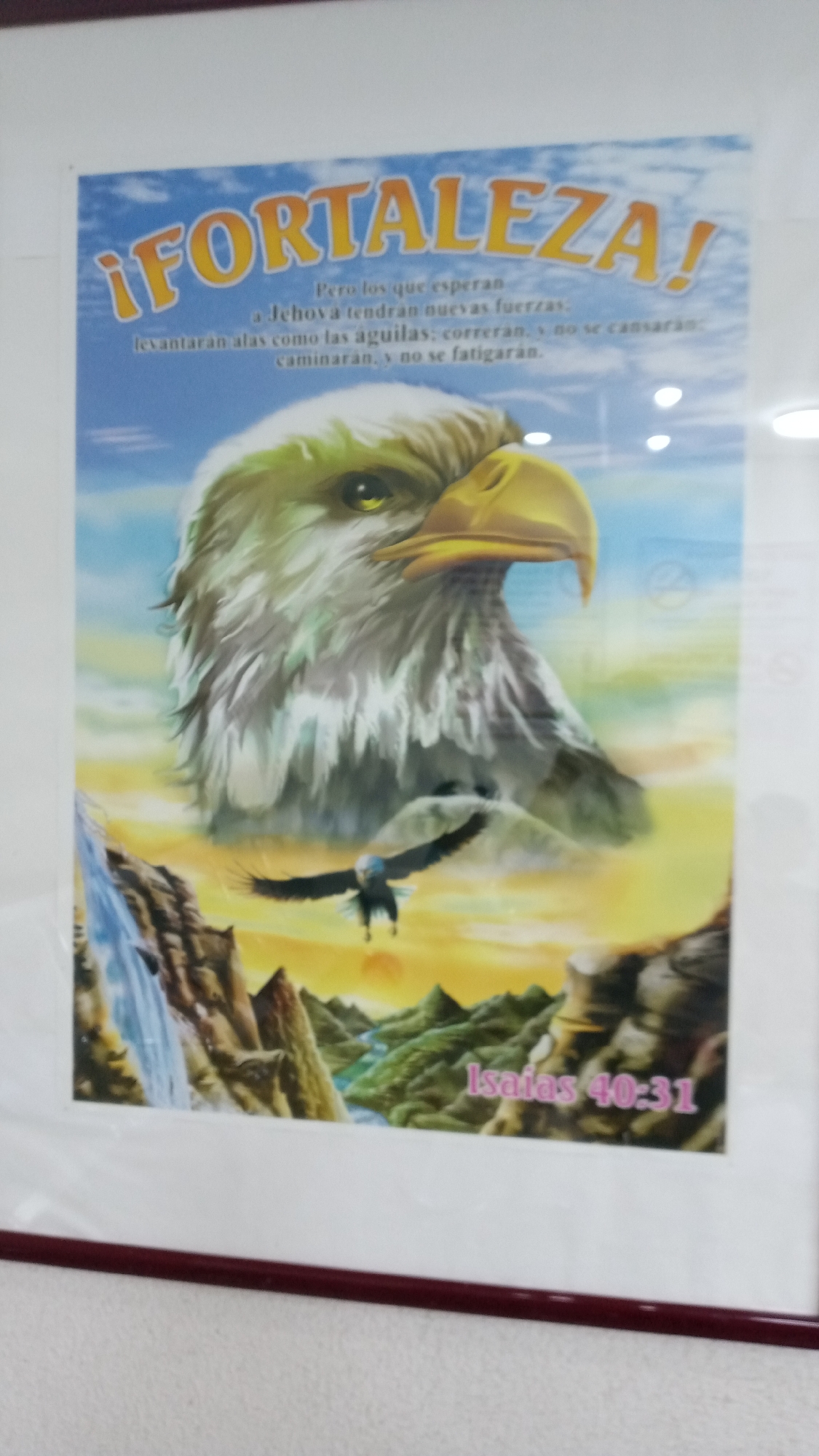 Here is a description of the image:
The image shows a framed poster on a wall. The poster features a depiction of an eagle in various scenes, with the word "¡FORTALEZA!" written in large, orange letters at the top. Below the title, there is text in Spanish that translates to "But those who wait for Jehovah will have new strength. They will raise their wings like eagles; they will run and not grow weary, they will walk and not faint." Below the images, it also says “Isaias 40:31”. The eagle is shown with a prominent head in the upper part of the poster, and a smaller eagle flying over a landscape with mountains, a waterfall, and green hills in the lower part. The frame surrounding the poster is maroon. The overall environment suggests an indoor space, possibly a room in an office or home setting.