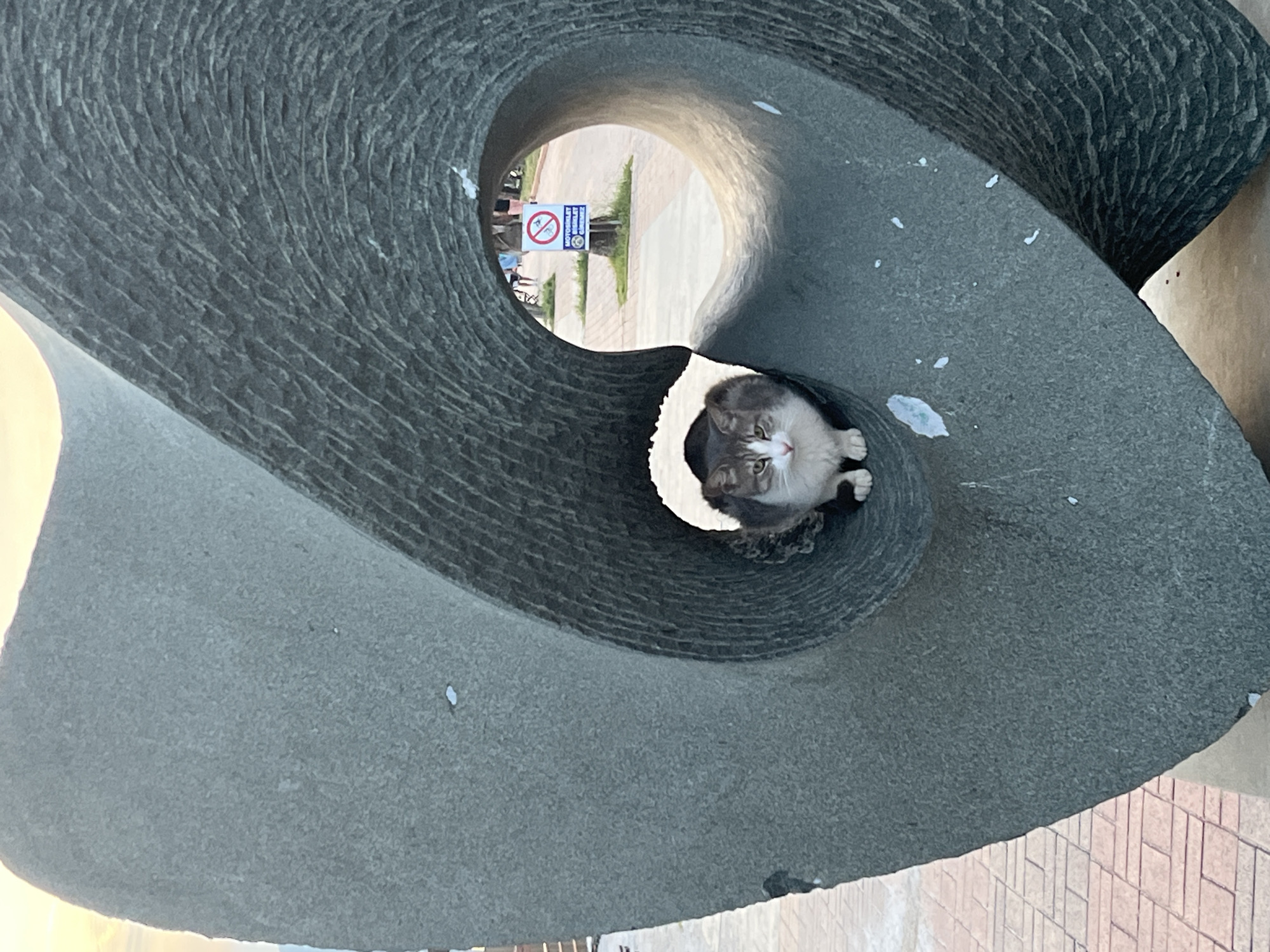 A medium-shot photograph taken outdoors, angled upwards, shows a gray and white cat inside a gray stone sculpture in Alanya, Turkey. The sculpture has a large hole through it, forming a tunnel, with the cat peering out of one end. The stone surface of the sculpture is rough, with visible tool marks. In the background, visible through the tunnel, is a pedestrian area with a sign prohibiting skateboarding. The cat is positioned at the bottom edge of the tunnel, facing the camera. The image appears to be rotated, with the bottom of the photograph showing a brick walkway. The overall lighting suggests it is daytime.
