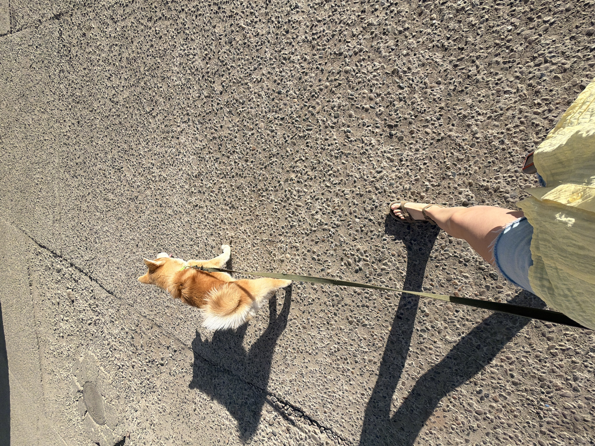 An aerial view captures a tan-colored corgi dog wearing a green collar and harness, lying on a gray, pebbled asphalt sidewalk. A green leash connects the dog to a person out of frame. The individual is partially visible with a bare leg adorned with a brown sandal, and a light blue denim shorts hem. Part of a yellow fabric garment is also seen. Shadows of the individual, leash, and the dog are cast on the sidewalk. The location is somewhere in Chaikovsky, Russia.