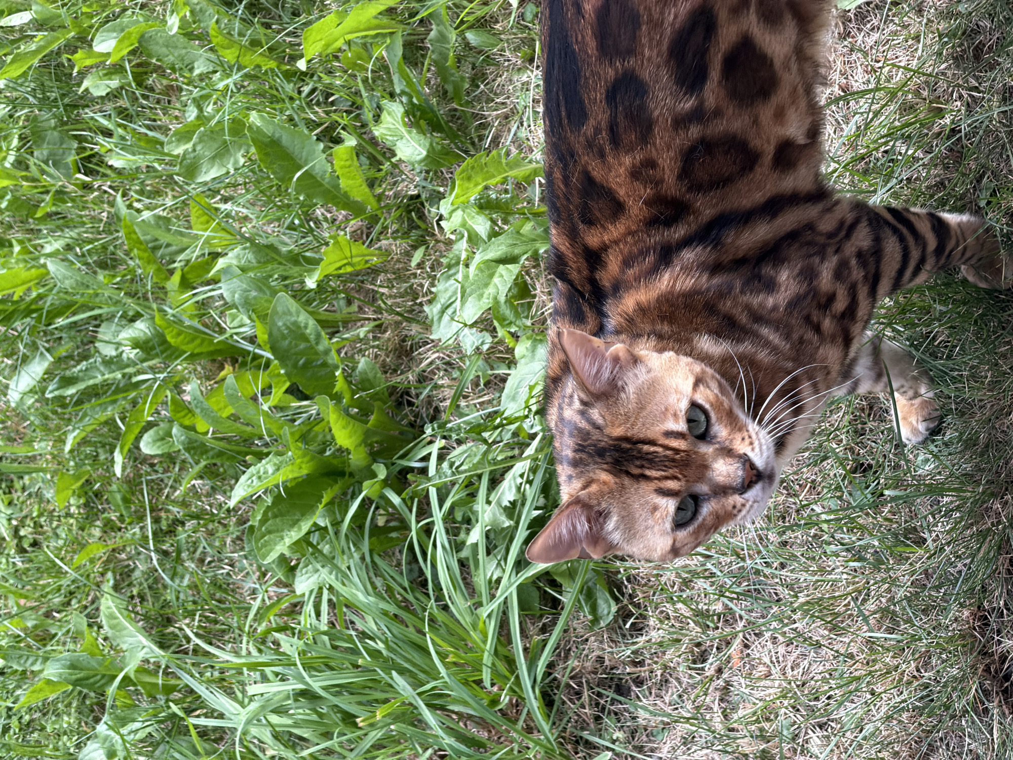 A Bengal cat with green eyes and spotted fur stands on a grassy area in Garmisch-Partenkirchen, Germany. The cat is facing the camera and is partially obscured by tall green grass and some leafy plants. The background consists of more green vegetation, suggesting an outdoor environment.