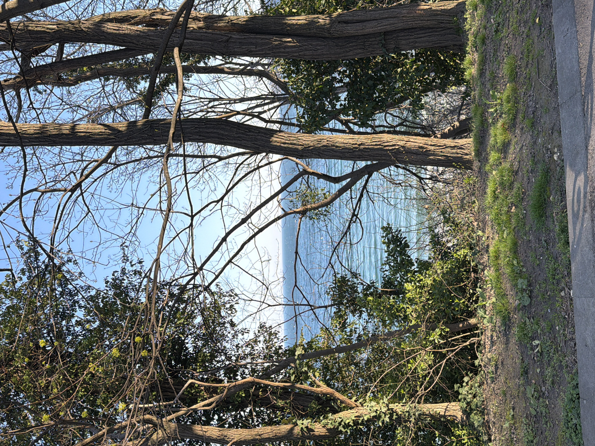 The image depicts a view through trees, likely in a park setting in Varna, Bulgaria. The trees frame a body of water, possibly the Black Sea, with a light blue sky visible above. The scene shows the natural landscape with a portion of a sidewalk along the right. There is no clear presence of people, so no interactions can be determined.