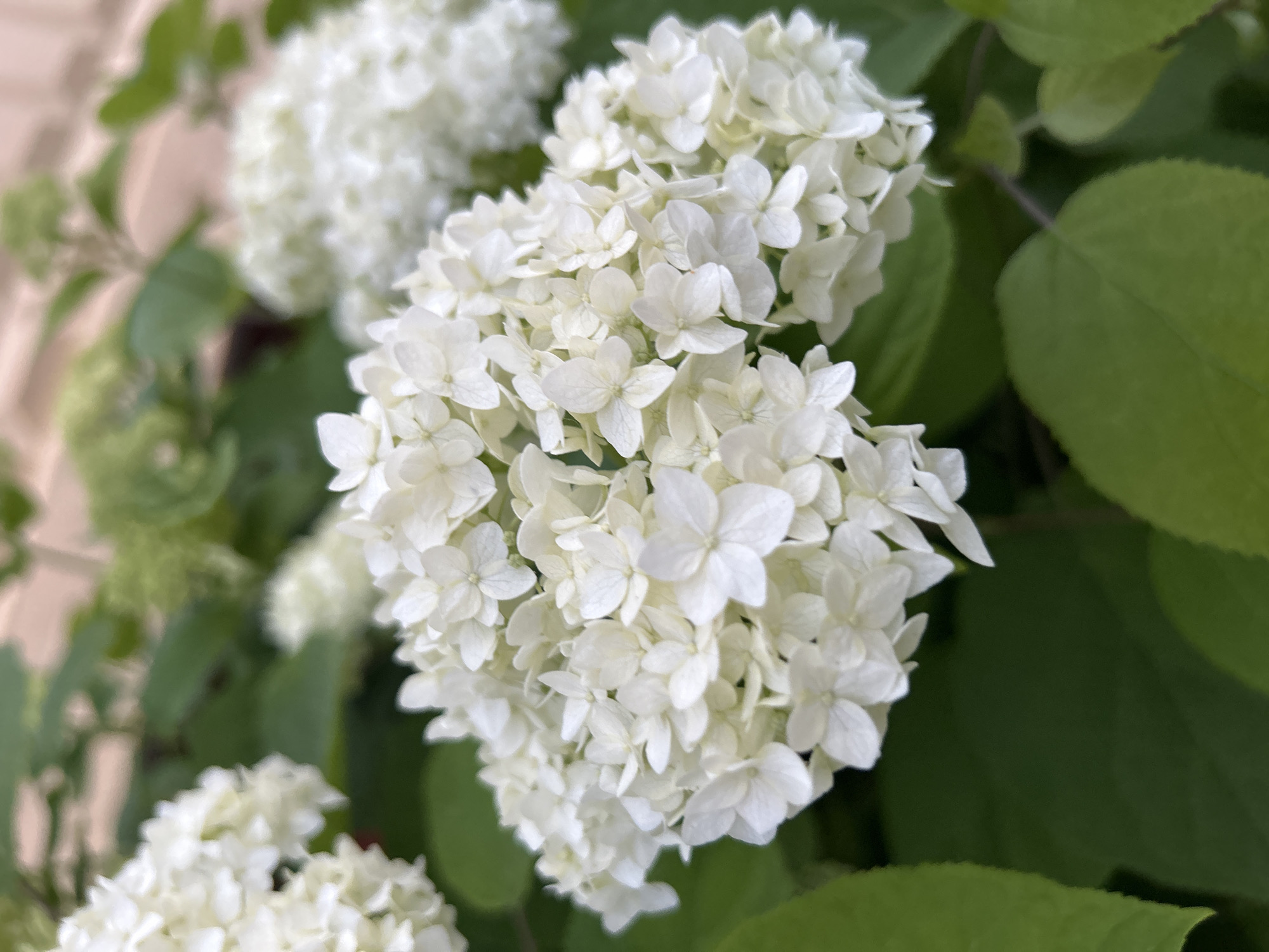A close-up shot of white hydrangeas with green leaves. The flowers are clustered together in large, round blooms. The background is blurred, showing more greenery and some pale pink structures. The image was taken in Noviy, Russia.