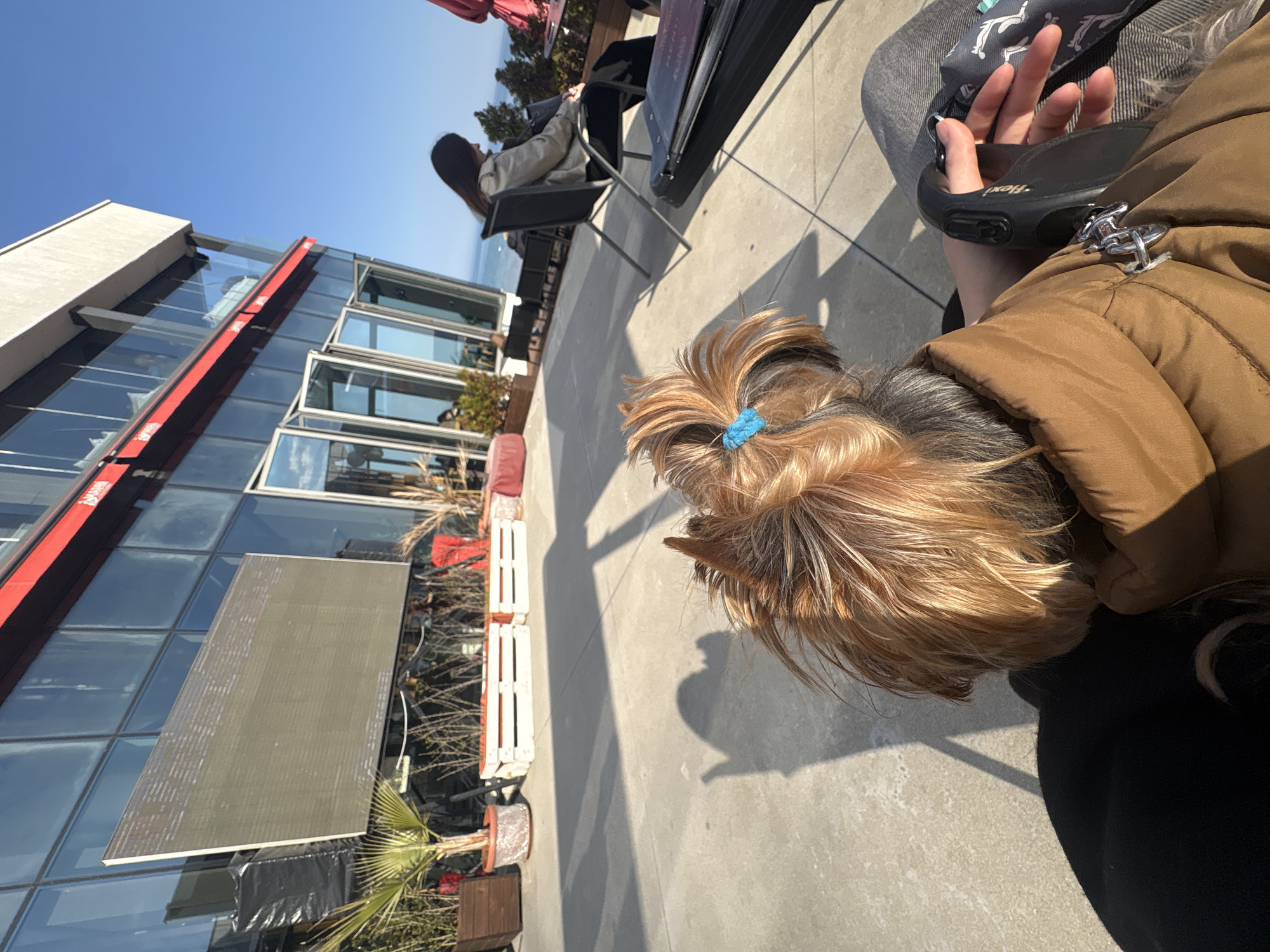 The image shows an outdoor scene, likely a cafe terrace, in Varna, Bulgaria. In the foreground, a tan Yorkie dog with a blue hair tie in its topknot sits near a person. The person is wearing a brown jacket and holding a black Flexi leash. The concrete terrace is partly in shadow.
In the background are other people seated at tables, one reading a menu or book. A multi-story building with a glass facade and a red awning is visible. Potted plants, including palm trees, are scattered along the edge of the terrace. The sky is clear and blue.