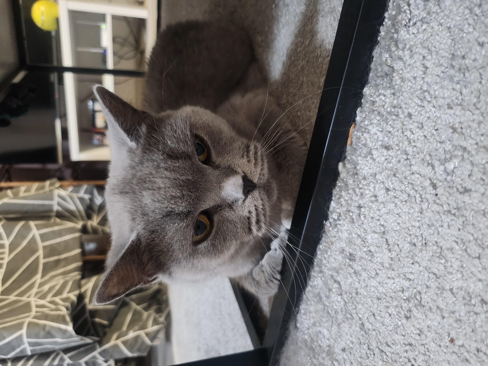 A grey cat with yellow eyes is lying on a light-colored carpet. The cat is in the foreground, and a black metal bar is positioned horizontally in front of it, partially obscuring the cat's body. In the background, a blurred grey and white patterned fabric is visible on the left, and a white shelving unit with electronic devices and a yellow object is on the right, under a dark surface. This scene is located indoors, in a setting that suggests a home environment.