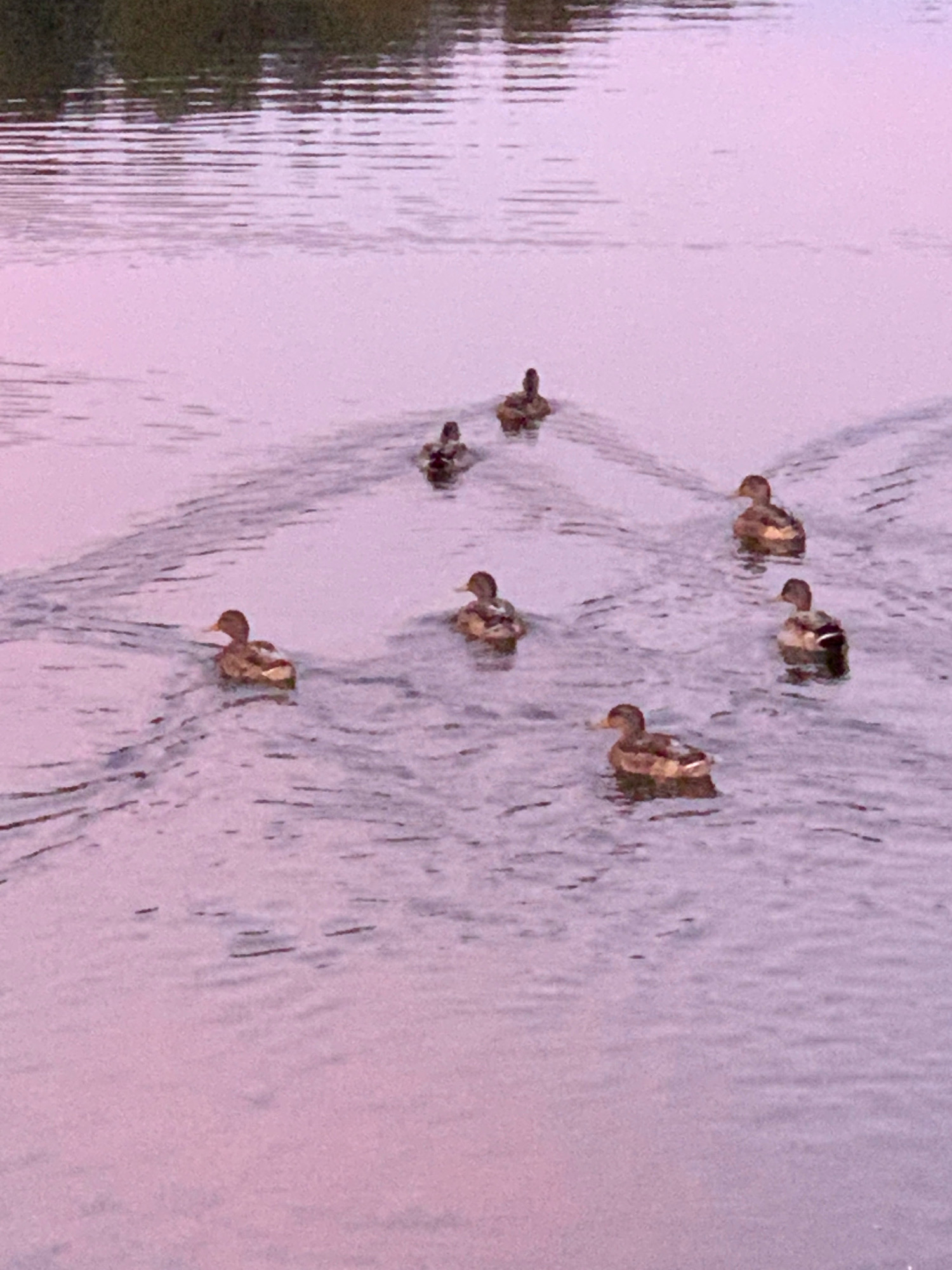 A flock of seven ducks swims in formation on a body of water, likely a river or lake. The water reflects the pale pink and purple hues of the sky, with darker green foliage visible along the distant bank. The ducks are brown and white, with one duck in the foreground facing left and the others spread out behind it in a loose V-shape. The scene appears to be located in or near the city of Kapyĺ, Belarus, given the provided metadata.