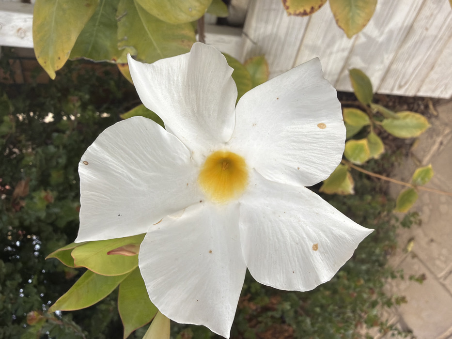 A close-up photograph captures a single white flower with five broad, textured petals and a prominent yellow, funnel-shaped center. Several small, light brown spots are visible on the white petals. Green foliage is present in the background, primarily on the left and partially below the flower. To the right, a light-colored, possibly white, fence-like structure composed of horizontal slats is partially visible. Below the flower, additional green vegetation and light-colored paving stones are discernible. The scene is illuminated by natural light, creating soft shadows. The location is within the Bnei Shimon Regional Council, Israel.