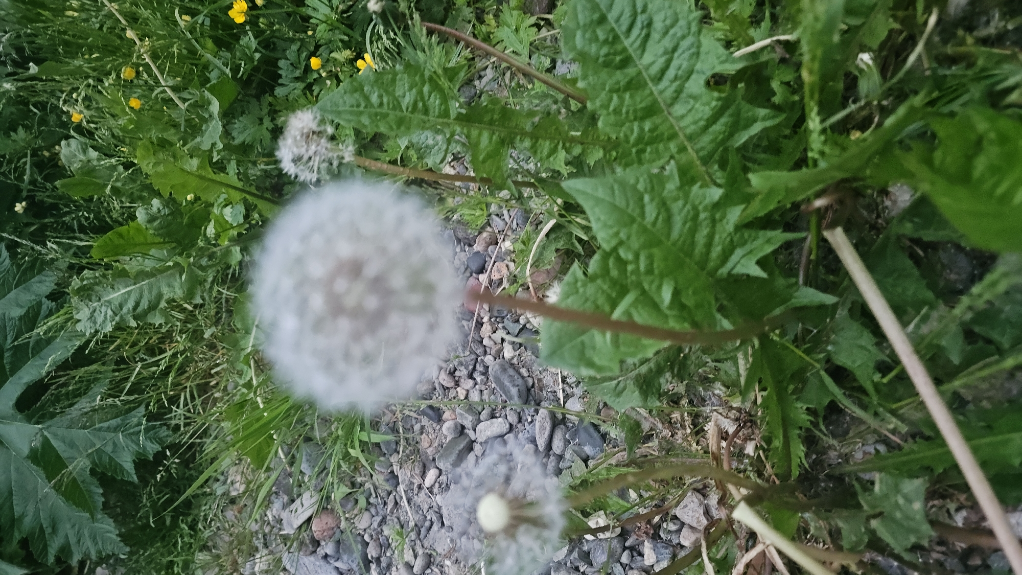 A close-up, slightly blurry photograph shows several dandelions, some in their fluffy seed form and one with a yellow flower, amidst green foliage and grey gravel. The dandelion in the foreground is out of focus, its white seed head a soft halo. To its right, another dandelion in its seed form stands taller, also slightly blurred. In the background, a bright yellow flower is visible. The ground is covered in a mix of gravel and green grass. The image captures a natural setting, possibly a roadside or a park, with an emphasis on the delicate details of the dandelions. The location is Ust’-Bol’sheretsk, Russia.