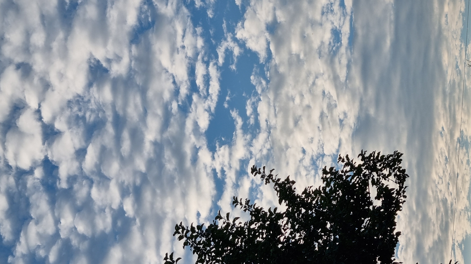 The image shows a silhouette of tree branches with dark green leaves against a sky filled with white and gray clouds. The clouds are scattered and appear to be of various sizes and shapes, with patches of blue sky visible in between. The bottom of the frame shows a faint horizontal line, possibly a power line, and a hint of another silhouetted tree or vegetation. The scene appears to be outdoors, possibly in a park or a residential area. The specific location of Vysokoe, Russia, cannot be confirmed from the visual information present in the image.