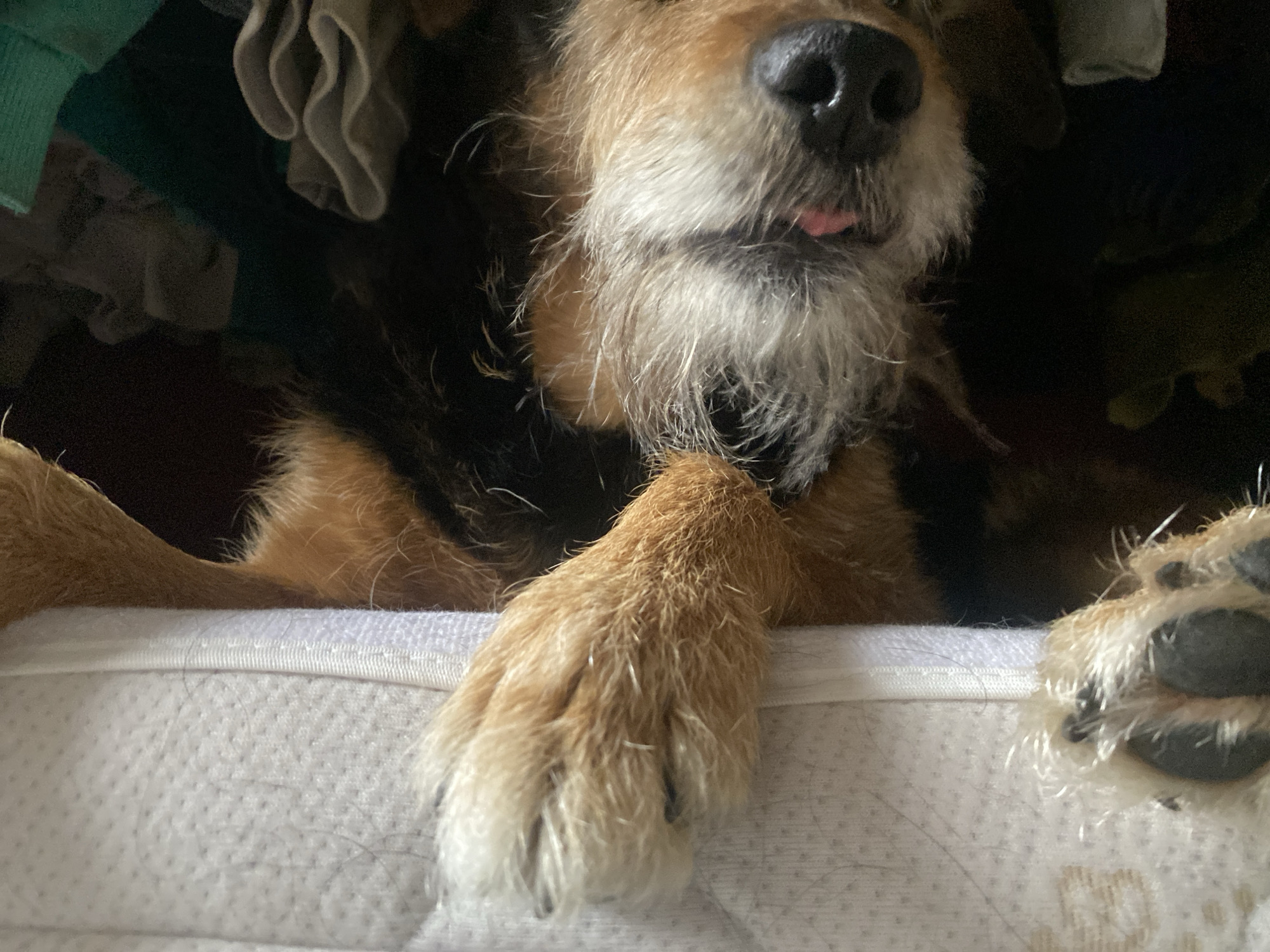 A close-up shot of a dog's face and paws. The dog has brown and black fur and a white beard. Its nose is black and wet, and it is sticking its tongue out slightly. The dog's paws are resting on a white, textured surface. The background is dark and cluttered with what appears to be clothing. This scene does not appear to be in Moscow, Russia.