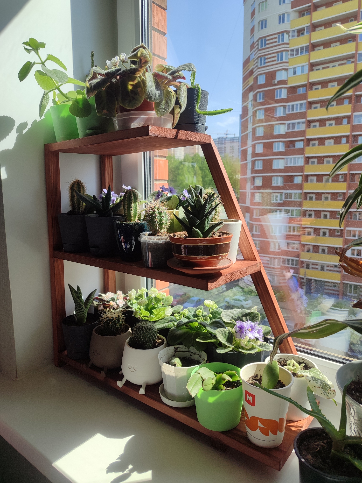 A three-tiered wooden shelf sits on a window sill, filled with various potted plants. The plants include African violets, cacti, and succulents in a variety of pots. Some pots are plain, while others are decorative, including a white pot with legs and a happy face. A repurposed McDonald's cup is also used as a planter. Sunlight streams onto the shelf from the left, creating bright spots and shadows. Outside the window is a clear blue sky and a view of a tall, multi-story apartment building in red, brown, and yellow tones. The building’s architecture and urban layout suggest this photograph was taken in a city resembling Izhevsk, Russia.