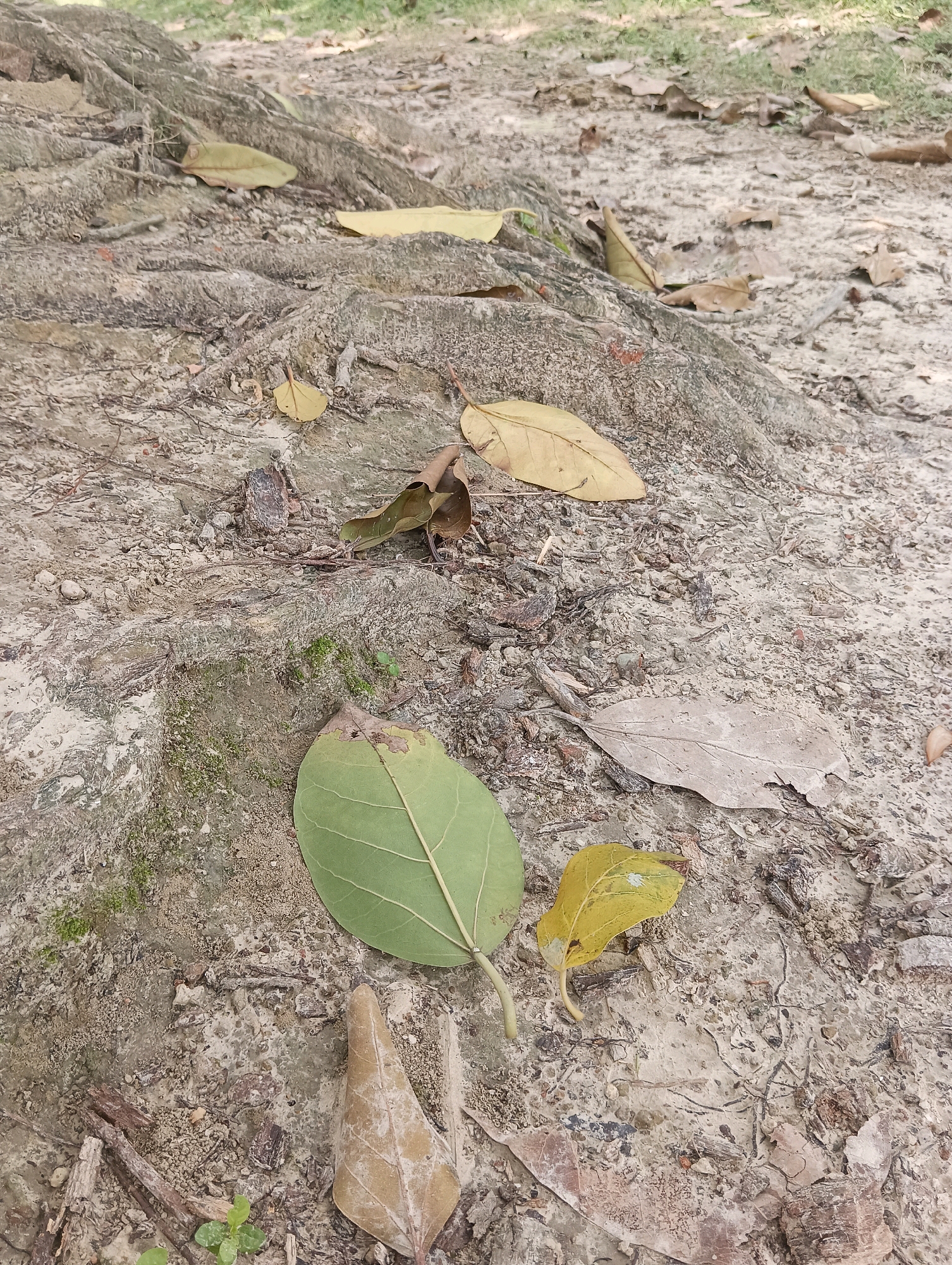 A close-up, low-angle shot shows the gnarled, exposed roots of a tree on the ground in Tilkar, India. The roots are thick and grey, intertwined with dry, fallen leaves of various shades of brown and yellow. Some of the leaves are still relatively intact, while others are brittle and broken. The ground is a mixture of soil, sand, and small pebbles. A small patch of green moss is visible on one of the roots. The background is blurred, showing hints of green foliage and more of the ground covered in leaves.