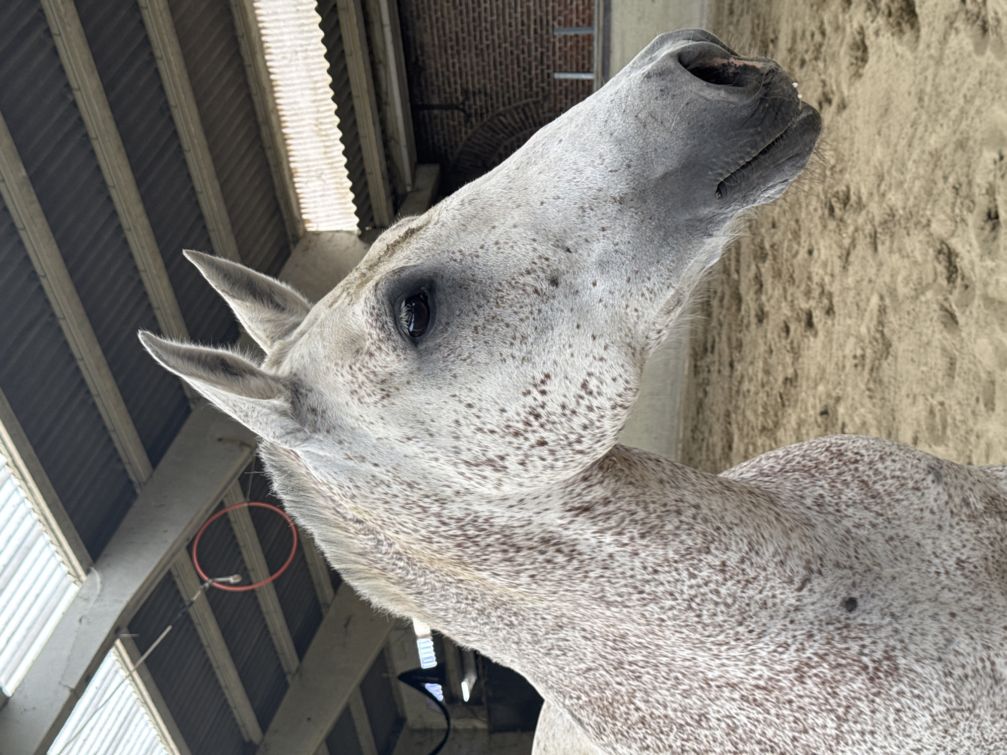 A close-up, vertically oriented shot focuses on the head and upper neck of a white horse with dappled markings. The horse's head is tilted upwards and to the right, with its mouth slightly open, revealing some teeth and pink gum. Its eye is dark and reflective, and its ears are pointed upwards and forward. The horse's coat is a light gray with numerous small, dark brown spots, creating a speckled appearance.
The background suggests an indoor equestrian setting. Above and behind the horse, a corrugated metal roof with visible wooden beams is illuminated by natural light filtering through translucent panels. To the right of the horse's head, a sandy surface, likely arena footing, is visible. In the mid-ground, a red hoop hangs from the roof structure, attached to a metal rod. The overall lighting is bright, suggesting daytime, and the environment appears to be a stable or riding arena. There is no visible text in the image. The focus is entirely on the horse, emphasizing its textured coat and facial features.