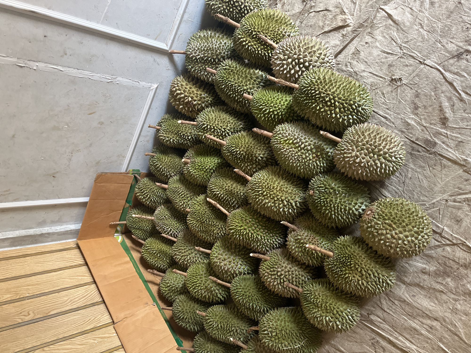 A large pile of durians are spread out on a textured, light-brown tarp. The durians are mostly green and spiky with visible stems. In the background, a cardboard box is partially visible, and a wall with light-colored paneling and some imperfections is present. To the left, a wooden-paneled wall is also visible. The scene appears to be an outdoor or semi-outdoor setting, possibly a marketplace or storage area, in Margodadi, Indonesia. There are no people or animals present in the image.