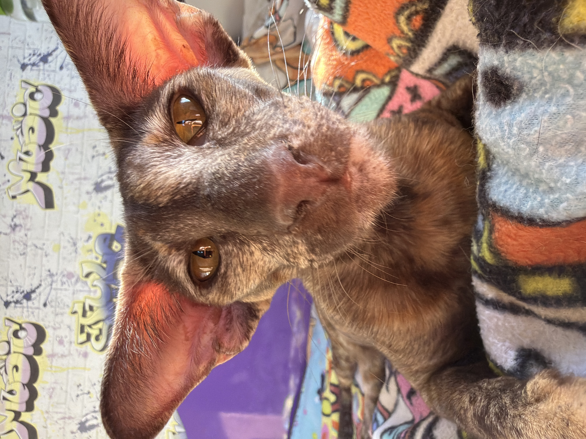 The image shows a close-up of a brown Oriental Shorthair cat. The cat is lying down, with its head tilted towards the viewer. Its large, amber eyes are open and focused, and its prominent ears are erect. The cat's fur is short and smooth, with a slightly marbled pattern. The background includes a colorful blanket and a surface with graffiti-style writing on it. The city and specific location of Chaikovsky, Russia, cannot be determined from the image alone.