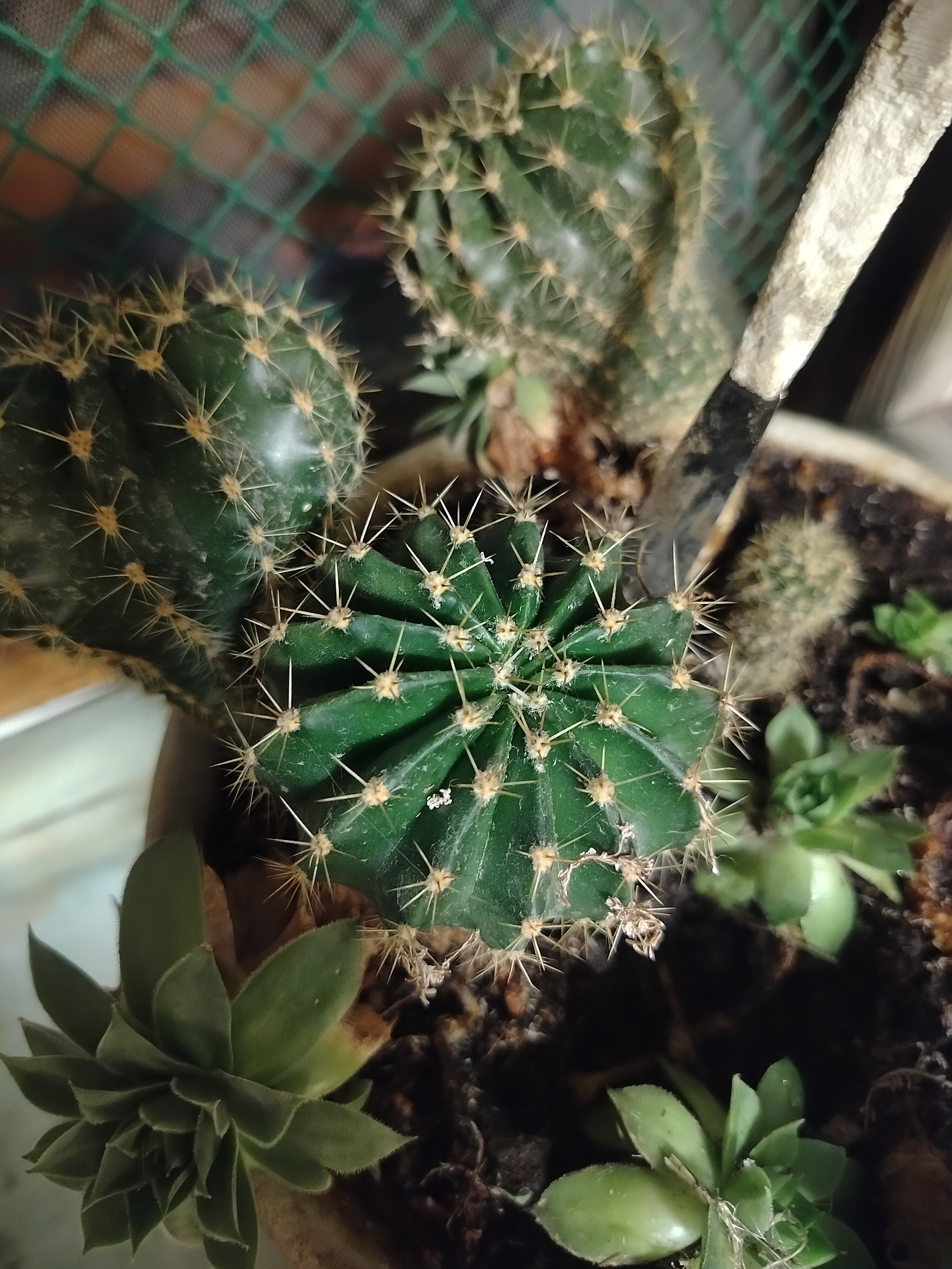 The image shows a close-up, overhead view of a collection of succulents and cacti in a pot. The plants are green and spiky, with a few small, fuzzy succulents interspersed among the larger cacti. The soil is dark and appears moist. A small, weathered trowel with a black handle is partially visible, resting on the edge of the pot, suggesting recent gardening activity. The background is blurred, with a green mesh fence visible in the upper left corner. There are no people or animals present, and no identifiable landmarks or urban features to place this scene within Tomsk, Russia or any other specific city. The lighting suggests an indoor setting, possibly a windowsill or greenhouse.