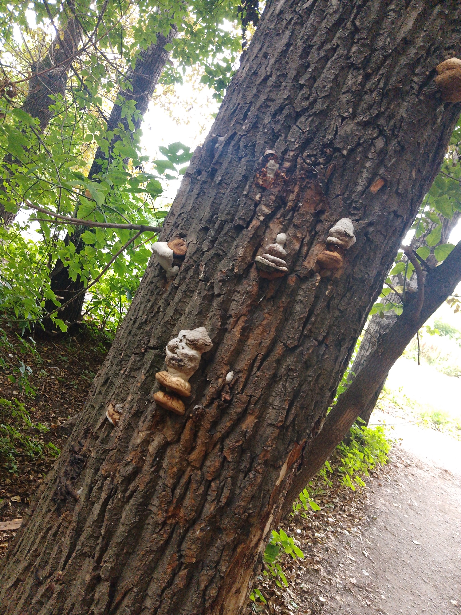 The image displays a close-up of a large, rough-barked tree trunk that is leaning diagonally across the frame. Several bracket fungi, with layered, woody structures, are visible growing on the trunk. The fungi are varied in color, with some appearing white and others a darker brown or tan. The trunk's bark is deeply furrowed and appears aged. In the background, out of focus, are green foliage and branches of other trees, suggesting a natural outdoor setting, possibly a park or wooded area. A dirt path is visible on the right side of the image, sloping away from the tree. The overall lighting suggests it is daytime, with some sunlight filtering through the leaves.
