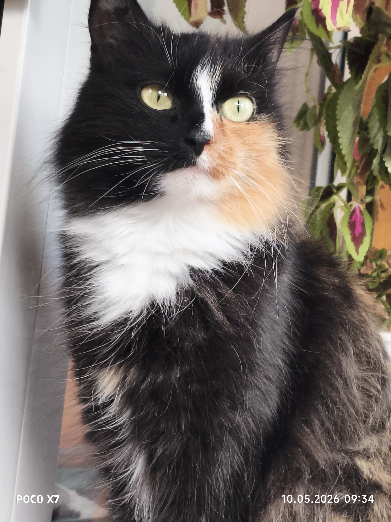 A portrait of a long-haired tortoiseshell and white cat with yellow-green eyes is positioned near a window with a plant in the background. The cat's fur is predominantly black, with patches of orange and white on its face and chest. The plant behind the cat has multicolored leaves, showing shades of green, pink, and yellow. The photograph includes timestamp information, "10.05.2026 09:34", and the label "POCO X7" in the bottom left corner. The location is Chaikovsky, Russia.