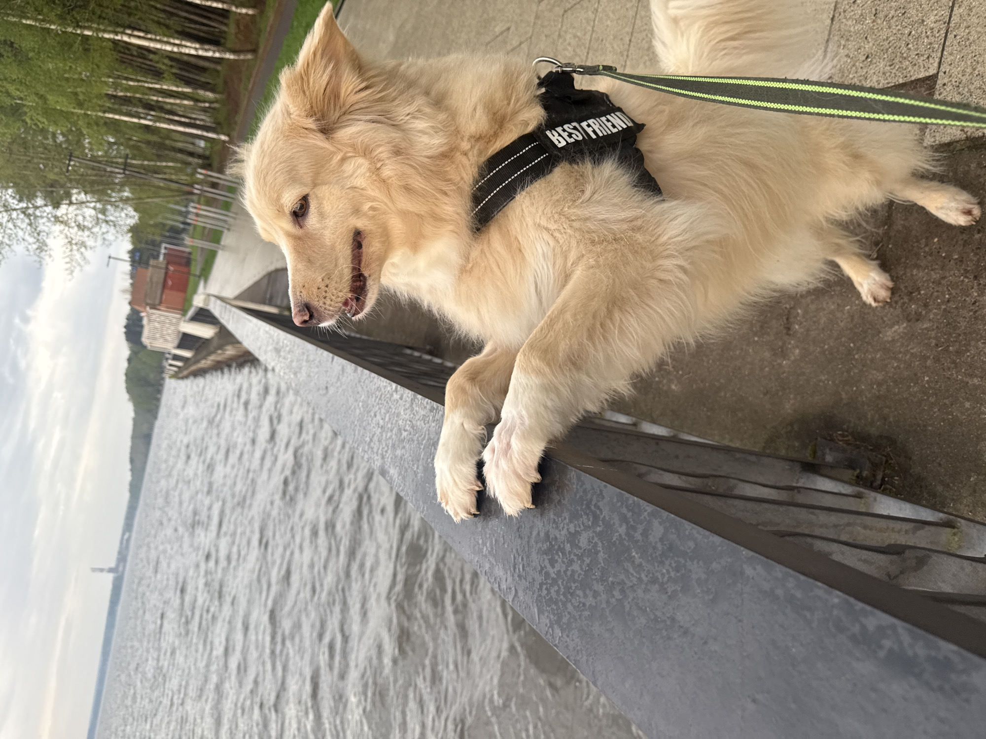 A dog with white fur stands with its front paws on a grey railing at a waterfront. The dog is wearing a black harness with the words "BEST FRIEND" in white letters. The dog is looking down at the water. In the background, there is a body of water, with trees on the shoreline. The location is Chaikovsky, Russia.