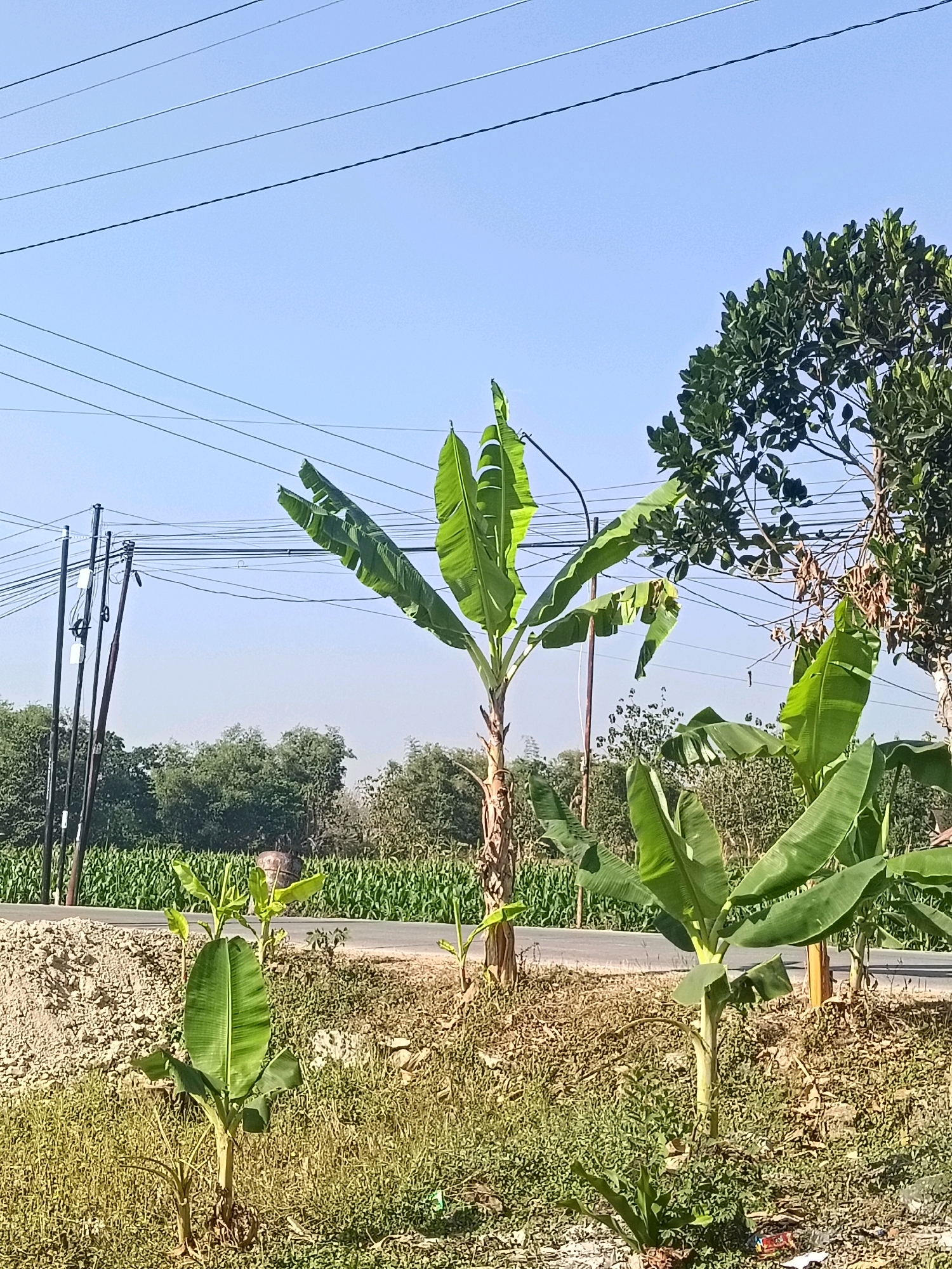 This is a photograph taken outdoors on a sunny day. The image depicts a rural scene with several banana trees of varying sizes in the foreground. In the mid-ground, there is a road, and beyond that, a field of crops, likely corn, is visible. Power lines stretch across the sky, supported by utility poles on the left side of the frame. A large tree with dense green foliage is present on the right side of the image. The ground is covered with dry grass and some other low-lying plants. The sky is clear and blue. This scene is located in Galuk, Indonesia. There are no people visible in the image.