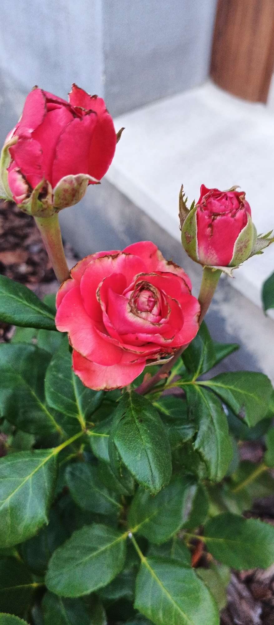 A close-up, eye-level shot captures a cluster of three pink roses with green foliage in an outdoor setting. The most prominent rose, in the center foreground, is partially bloomed, revealing its intricate petal structure with some browning along the edges. To its left, a tightly closed rose bud is visible, its stem thick and green. To the right, another pink rose bud, more developed than the one on the left, is also present, with hints of brown discoloration on its petals and a green calyx. The background consists of blurred elements: a light-colored, textured surface that could be a wall or pavement, and a vertical, darker brown object, possibly part of a structure or furniture. The immediate ground around the roses appears to be covered in dark mulch or soil. The lighting suggests an overcast or shaded environment, with soft illumination. The overall impression is one of a garden or decorative planting area. The image does not depict any people or specific landmarks that would indicate its location within the city of Smila, Ukraine.