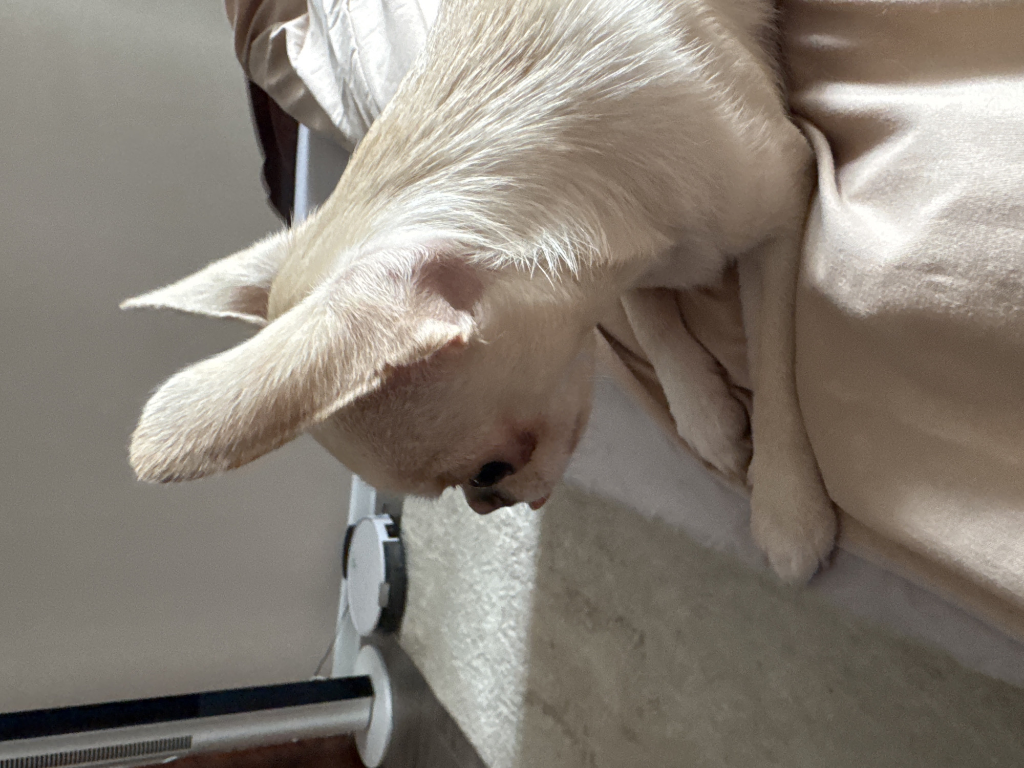 The image shows a small, light-colored dog, possibly a chihuahua, with large ears, lying on a bed or soft surface. The dog is facing to the left, with its tongue slightly sticking out. The background is dimly lit and appears to be an indoor setting, possibly a bedroom. There is a tall, thin white object to the left, which resembles a fan, and a round, white robot vacuum cleaner on the floor. The lighting suggests a sunny day, with a beam of light falling across the dog's fur and the rug. The overall scene is calm and domestic. The provided information about Novosibirsk, Russia, is not depicted in the image.
