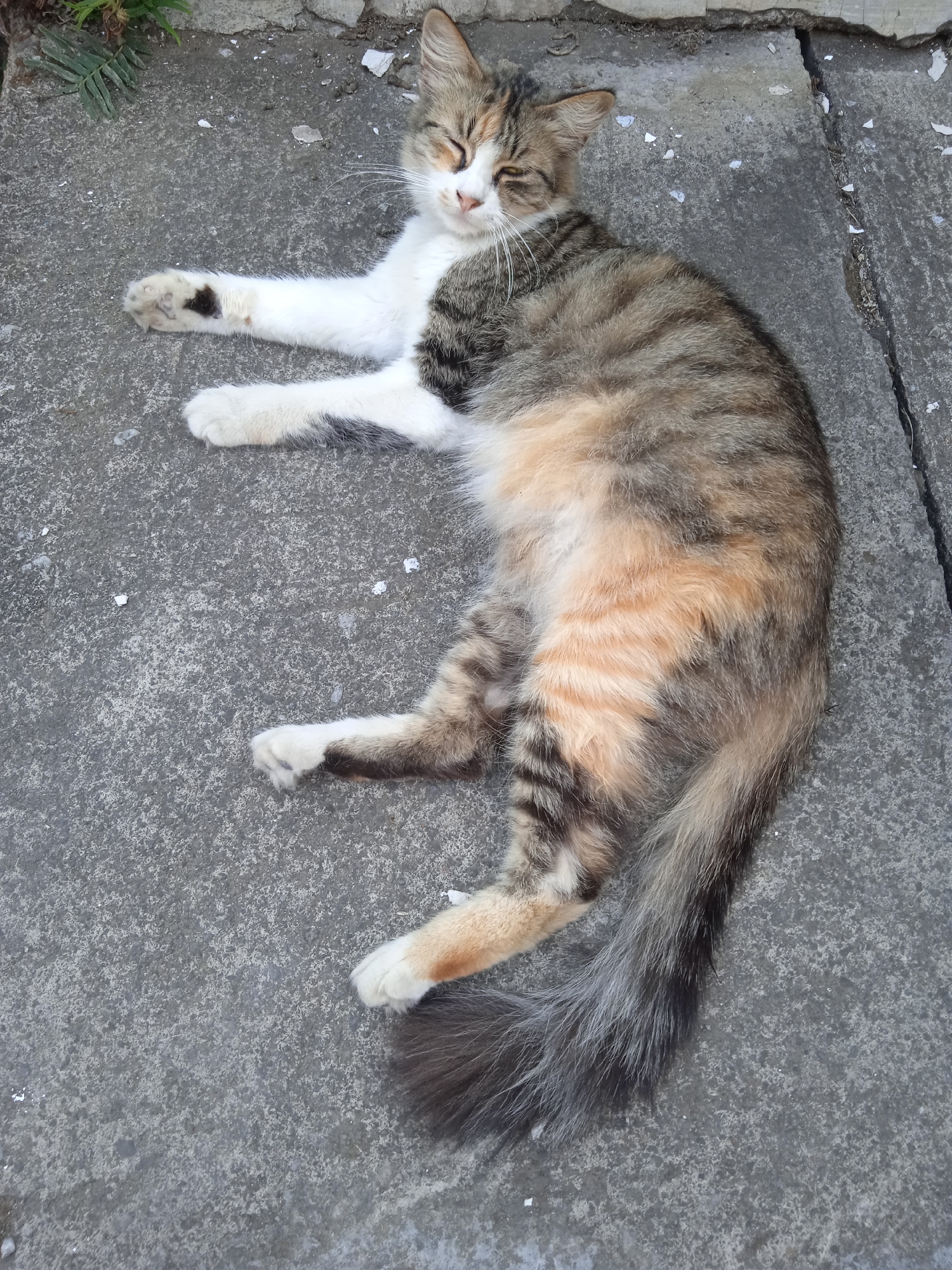 A calico cat is lying on its side on a cracked concrete surface in Cileunyi, Indonesia. The cat has its eyes closed and appears to be sleeping. Its fur is a mix of white, brown, and black. The cat's paws are visible, and one paw has black spots. The cat's tail is long and bushy, with black and grey stripes. The background is a grey concrete surface with some small white debris scattered on it. To the upper left of the cat, a small patch of green leaves is visible. The concrete surface is rough and textured, with visible cracks and joints.