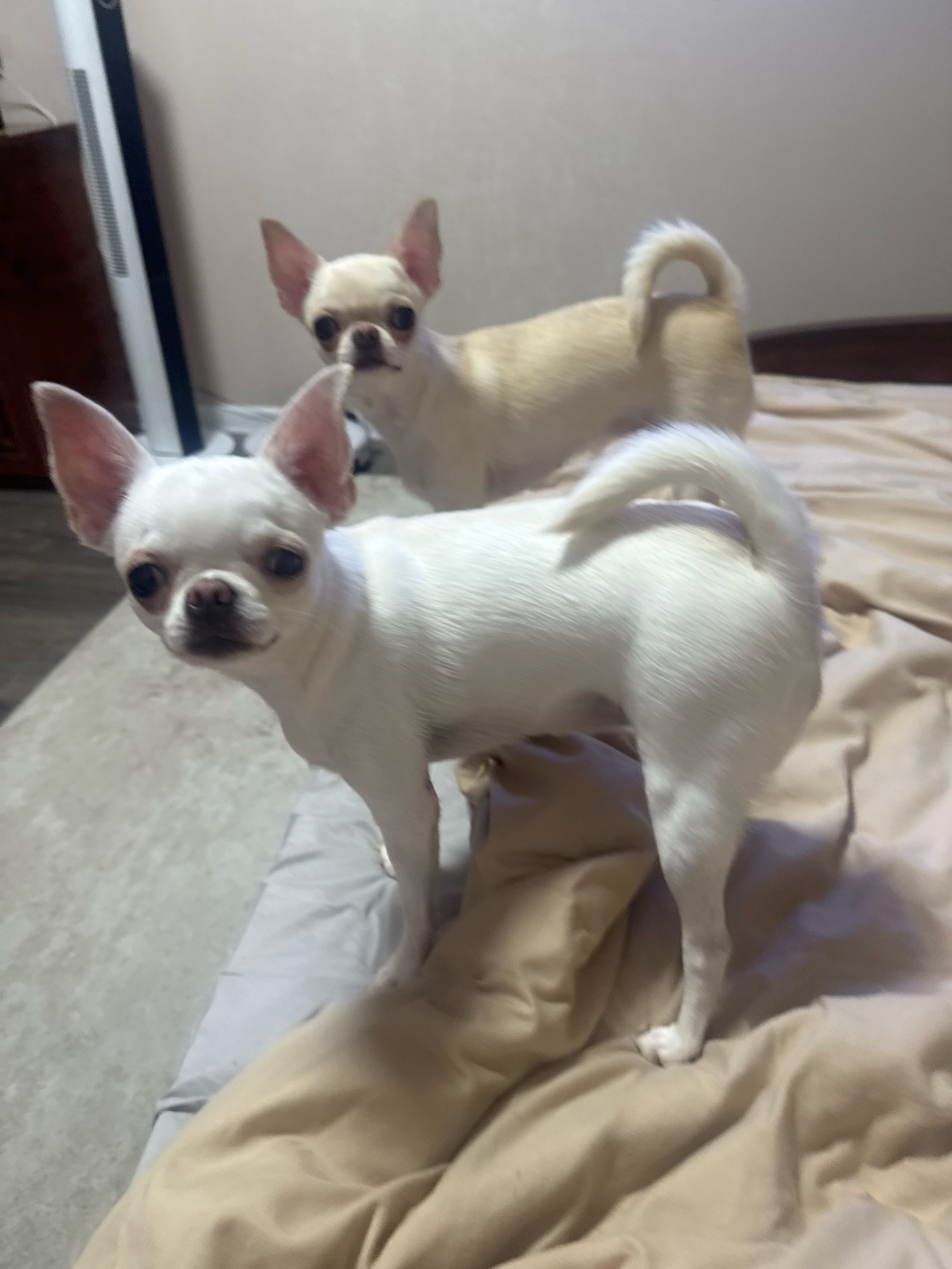 Two chihuahuas, one white and one light tan, are standing on a bed. The white chihuahua is in the foreground, facing the camera with its head slightly turned to the left. It has large ears and dark eyes. The tan chihuahua is behind it and to the right, also facing the camera but with its head turned slightly to the left. Both dogs have their tails curled over their backs. The bed is covered with light brown bedding. The background is out of focus, but a floor with a visible texture can be seen, along with a part of a piece of furniture. The lighting suggests an indoor setting. There is no information available about the location of Novosibirsk, Russia.