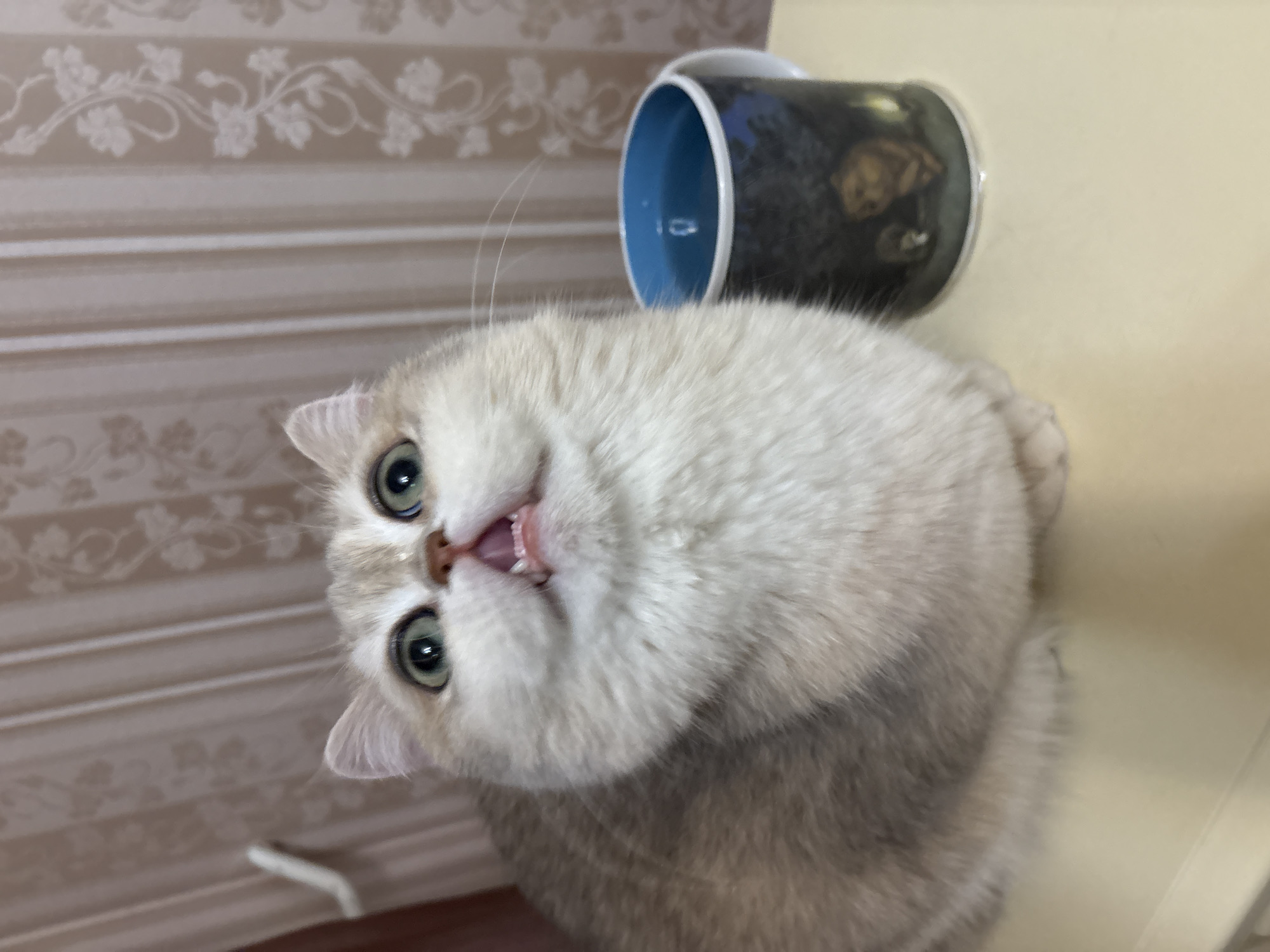 A fluffy, cream-colored cat with large green eyes is looking upwards, its mouth slightly open, revealing its tongue and upper teeth. Next to the cat is a cylindrical container with a blue interior and a dark exterior with some designs. The background includes a wall with vertical stripes and a floral pattern, as well as a beige-colored surface. The location is unknown, and there is no verifiable information about the image being located in the city of Chaikovsky, Russia.