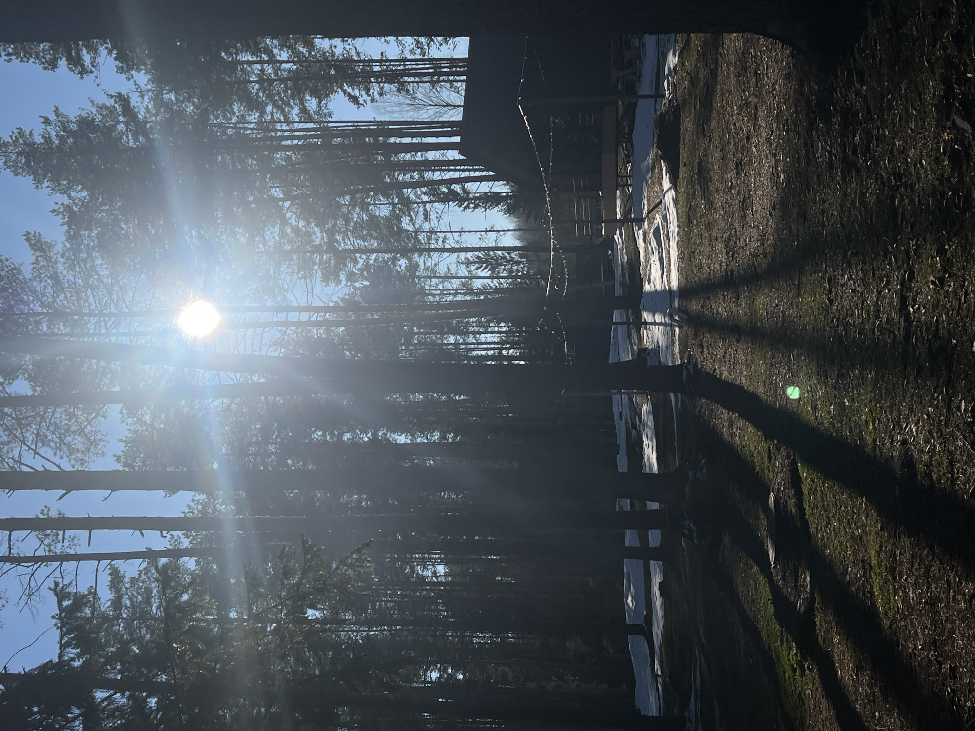 The image depicts a sunlit forest in Мишкино, Russia. Tall, slender trees dominate the landscape, with the sun positioned high in the sky, creating a bright glare. Patches of snow are visible on the ground, interspersed with dark soil and grass. Long shadows stretch across the ground, cast by the trees and a fence-like structure in the mid-ground. The perspective is from a low angle, looking upwards through the trees. No people are visible in the image.