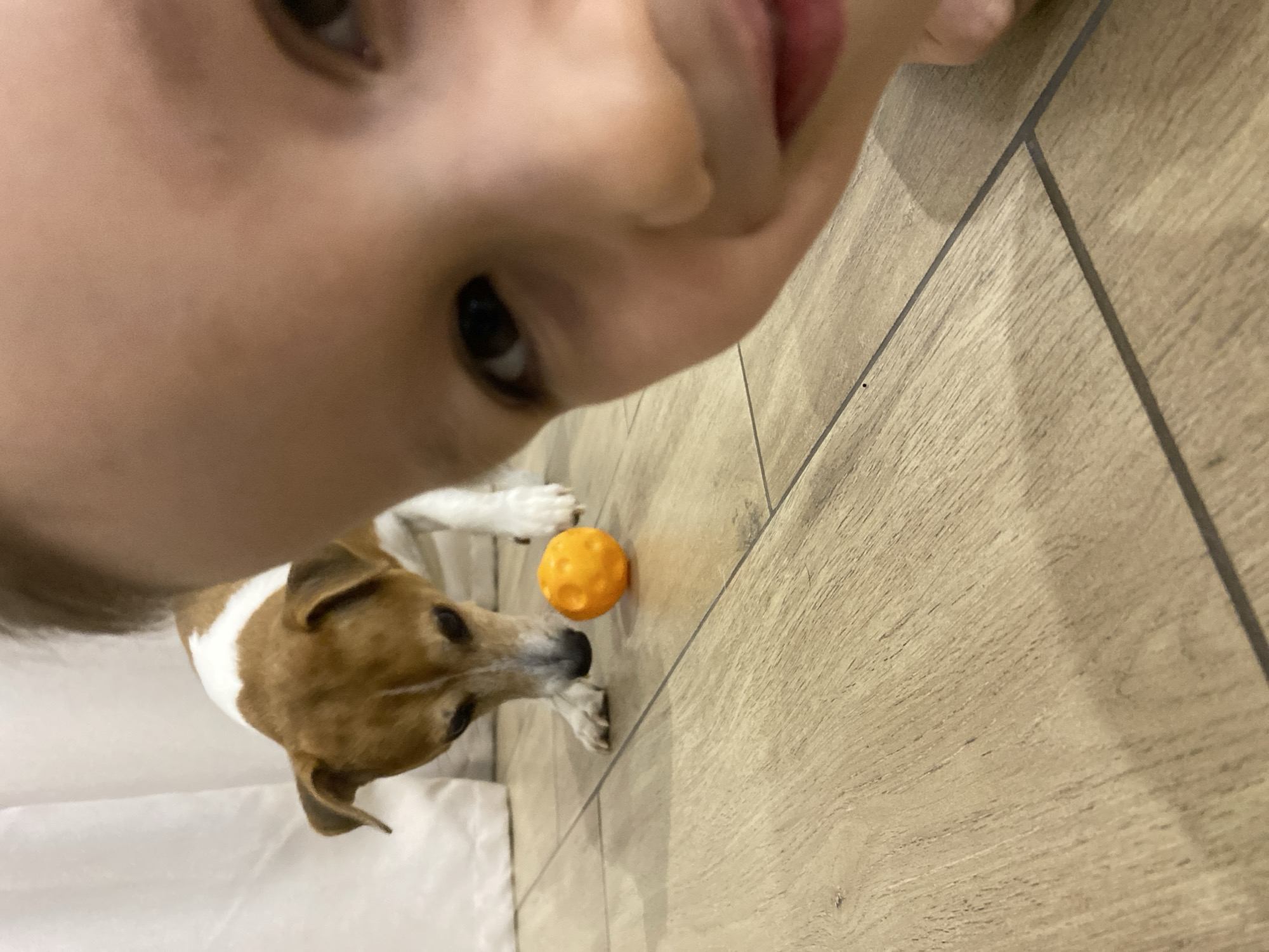 The image depicts an indoor scene from a low-angle perspective, likely at floor level. In the immediate foreground, on the right side of the frame, the right portion of a child's face is visible and out of focus, showing the right eye, part of the nose, and the right side of the mouth. In the mid-ground, a white and brown Jack Russell Terrier-type dog is in focus, standing on all four paws. The dog's head is lowered, and its gaze is directed at a small, bright orange, textured spherical object positioned on the floor between its front paws. The flooring is composed of light brown, wood-grain patterned tiles or laminate, with dark gray grout lines. A light-colored, possibly white or off-white, curtain or fabric is visible in the blurred background. The specific location within the city of Chaikovsky, Russia, cannot be determined from the visual information provided.