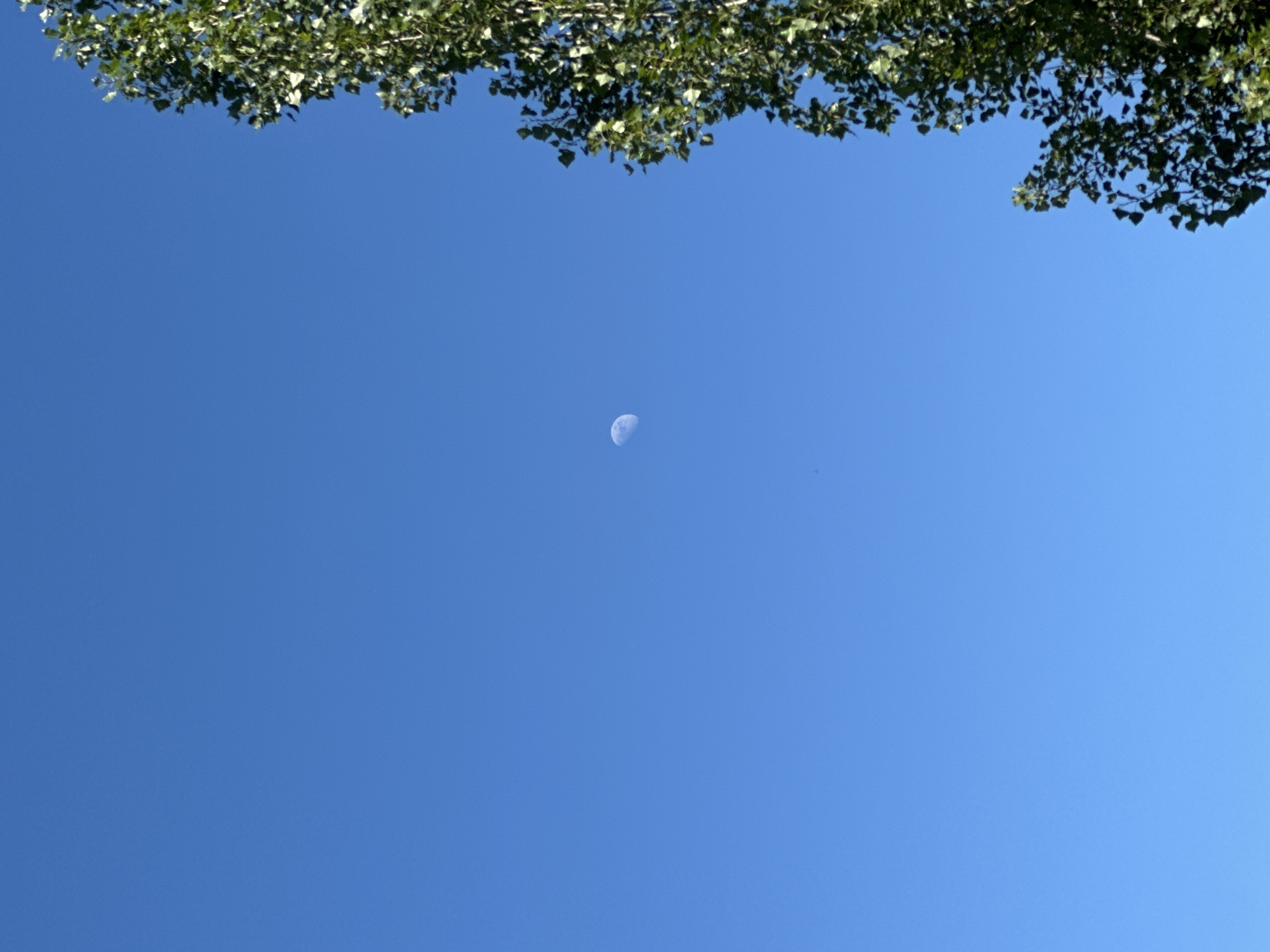 The image shows a clear blue sky with a crescent moon visible in the upper left quadrant. On the right side of the frame, the upper branches and foliage of a tall green tree are prominently featured. The scene appears to be outdoors during the daytime, given the bright sky and the visibility of the moon. There are no people or any man-made structures discernible in the image. The image is a general outdoor landscape shot, not specific to any particular location within Тайгараев, Kyrgyzstan, and provides no context of urban life.