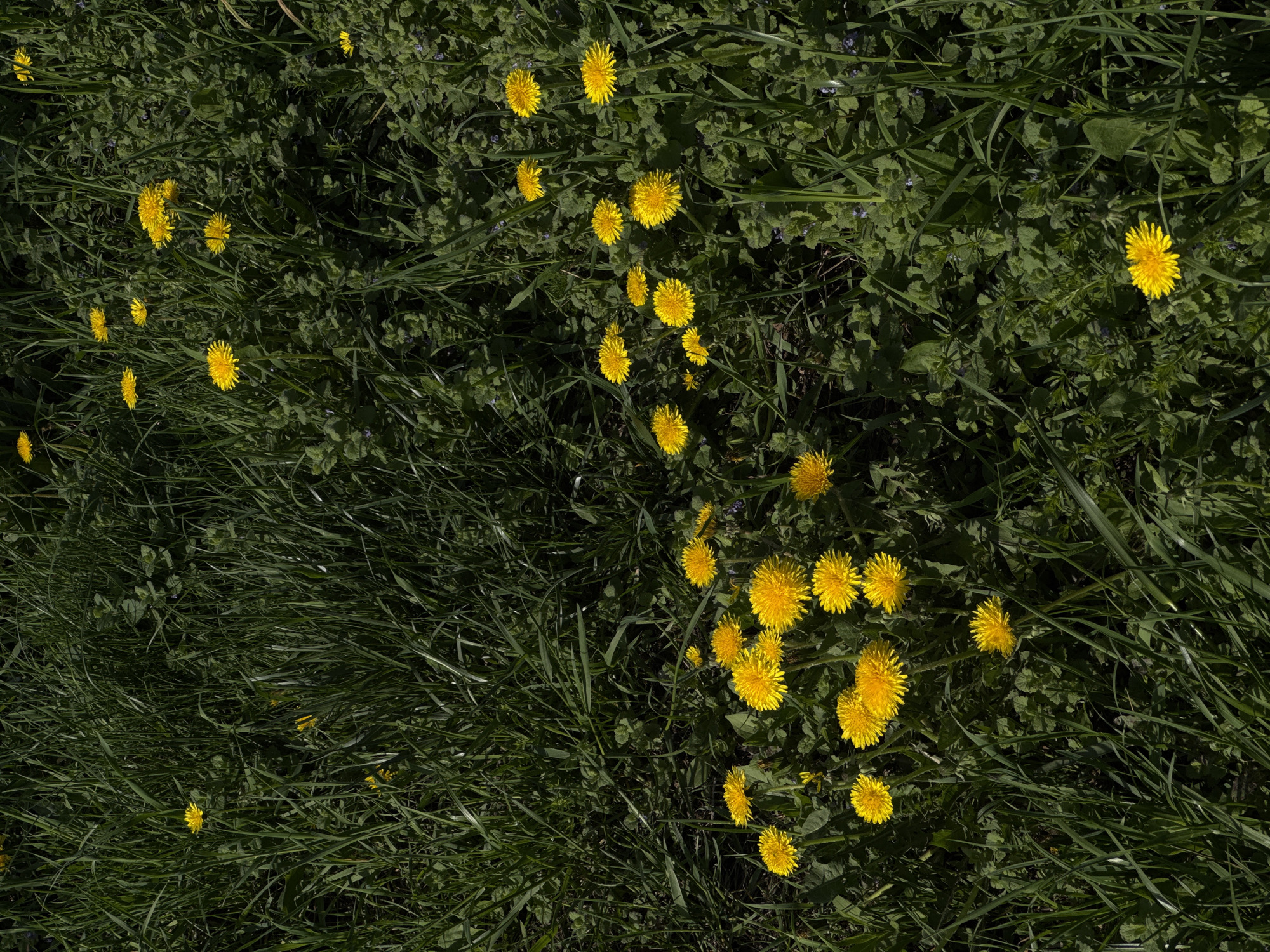 The image shows a ground-level view of a grassy area dotted with dandelions. The grass is a mix of green shades, suggesting different species or varying sunlight exposure. Numerous dandelions are scattered throughout, their bright yellow flowers providing a strong contrast against the green background. The density of dandelions varies across the scene, with some clusters and more sparsely distributed individuals. The location is not specified beyond "Unknown, Unknown". There are no people or actions visible. The environment is a natural, grassy area with dandelions.