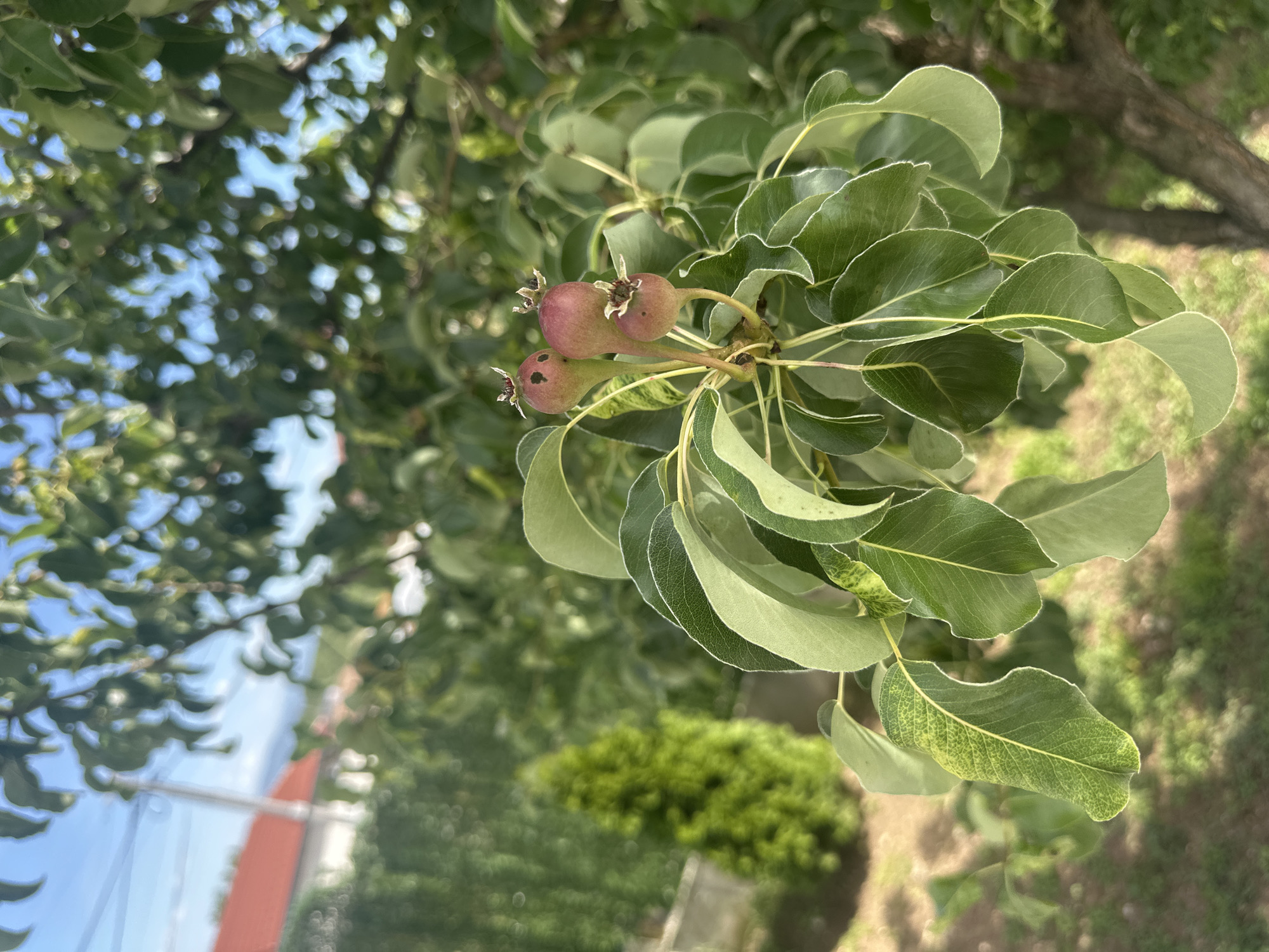 The image shows a close-up of a tree branch with several small, developing pears and green leaves. The pears are pinkish-green in color and appear to be early in their growth stage. The leaves are mostly green with some showing lighter variegation. The background includes a glimpse of a blue sky, a blurred house with a red roof, greenery, and what looks like a grassy area. Given the location in Beliakovets, Bulgaria, the tree is likely located in a garden, orchard, or park within the city. There are no people visible in the shot. The focus is on the fruit and foliage of the tree.