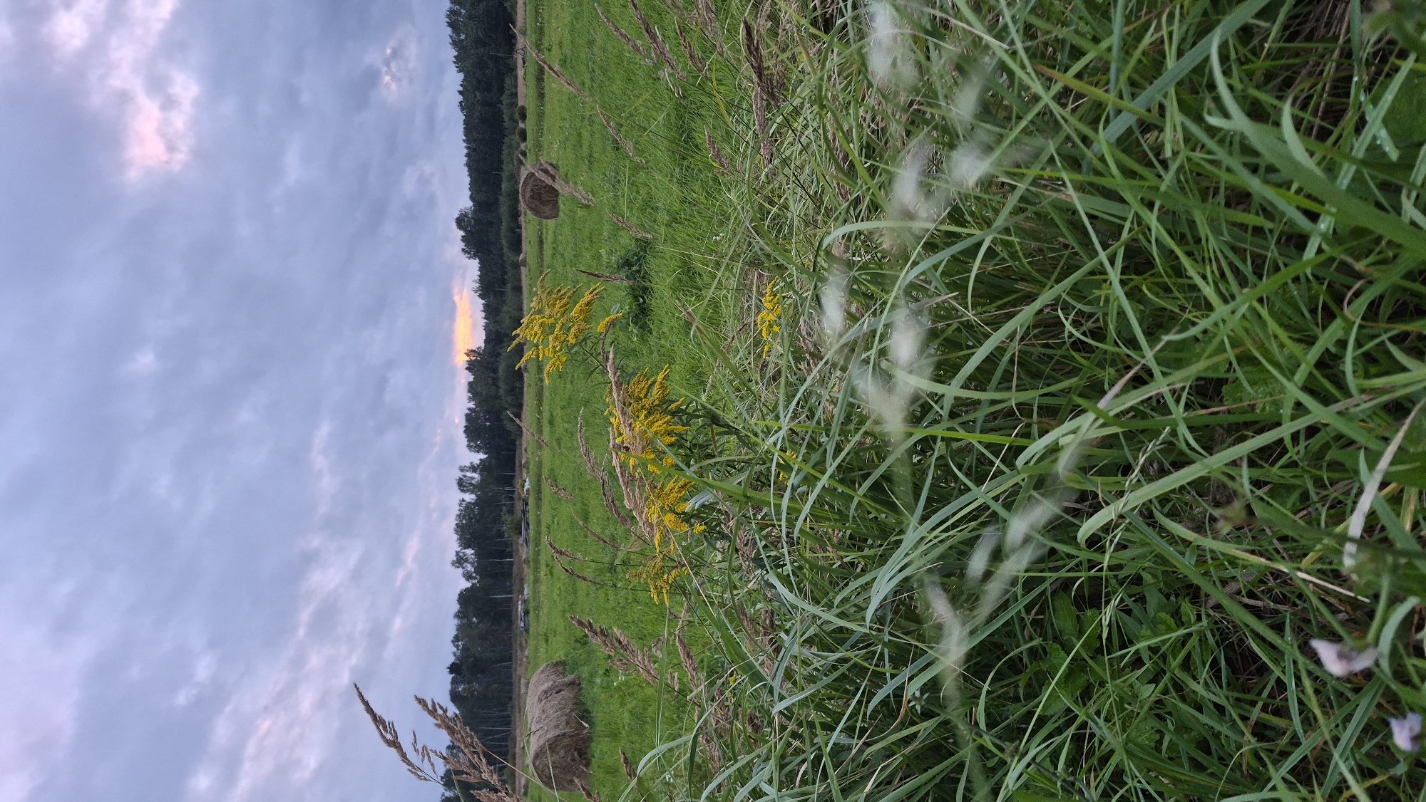 The image depicts a rural landscape in Krauja, Latvia, under a cloudy sky with hints of sunset light breaking through. In the foreground, tall green grass and wildflowers, including yellow goldenrod, dominate the scene. Beyond the grass, a vast green field stretches out, dotted with two large hay bales. A line of trees forms the horizon, with a sliver of orange light visible near the center, suggesting the sun is setting. The overall atmosphere is serene and natural.