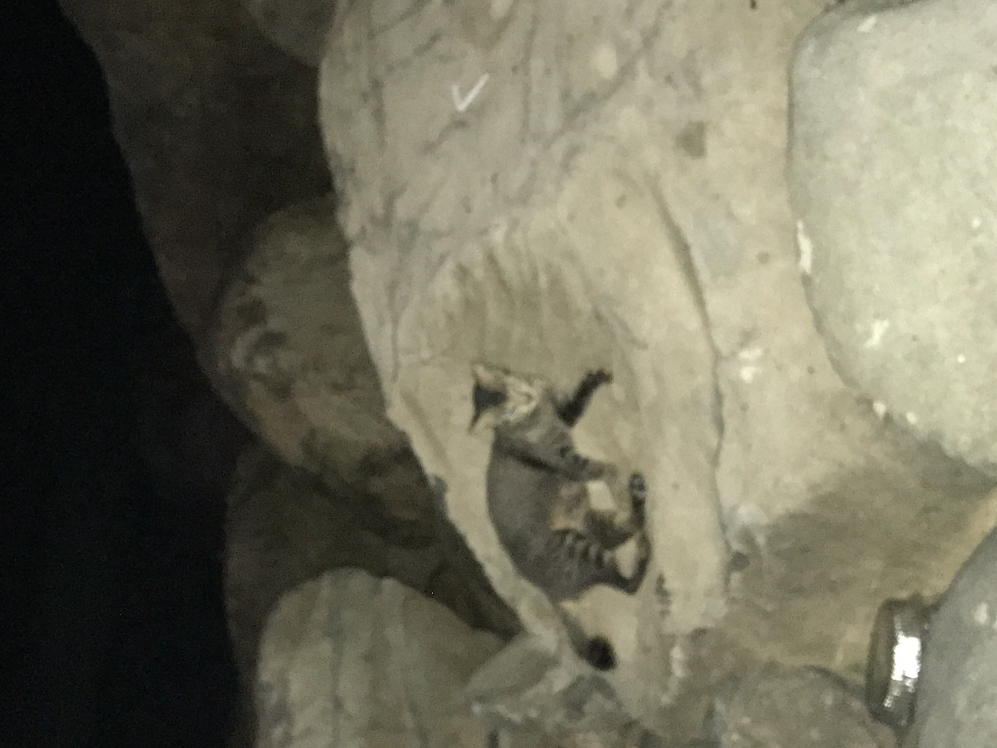 A cat is lying on a rock formation, possibly natural or artificial, in an outdoor setting. The cat appears to be a tabby with dark stripes. The area is dimly lit, with dark areas contrasted by light-colored rocks. The location is Lhokseumawe, Indonesia.