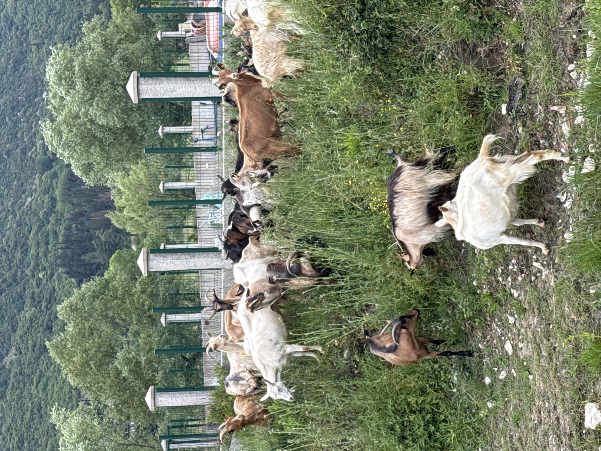 The image shows a herd of goats grazing in a grassy area in Sutorina, Montenegro. A green fence with concrete posts runs along the edge of the grassy area, with trees and a hillside in the background. The goats are of varying colors, including white, brown, and black. Some goats are standing and grazing, while others are lying down. The environment includes green vegetation and a glimpse of a forested hillside in the distance.