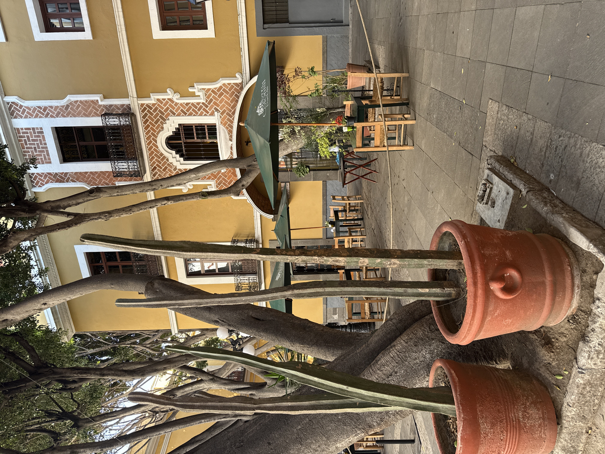 The image depicts an outdoor scene in Puebla, Mexico. In the foreground, two large terracotta pots house columnar cacti rooted in an enormous tree trunk. The middle ground contains outdoor seating for a cafe, including wooden tables and chairs shaded by large green umbrellas. The background showcases a building with a yellow facade and brown window frames. The architecture includes decorative brickwork and wrought iron balconies. The street is paved with grey stone tiles. There are no visible people in the frame. The image is vertically oriented.
