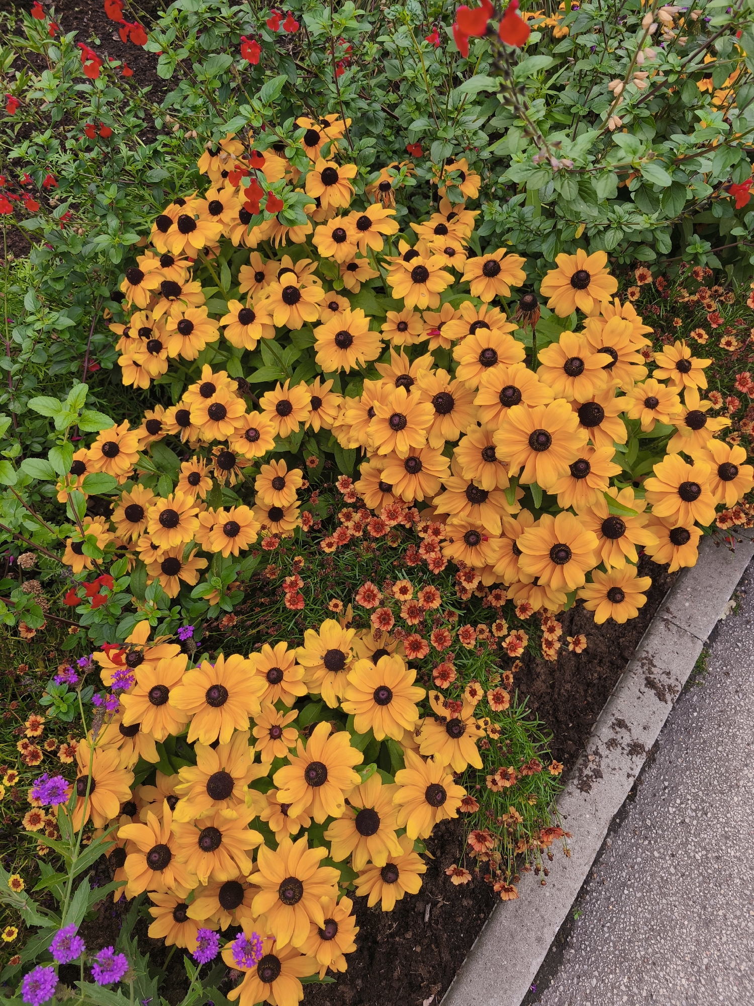 The image shows a close-up view of a flowerbed alongside a concrete curb and asphalt pavement. The flowerbed is densely packed with a variety of blooming flowers, predominantly bright yellow, daisy-like flowers with dark centers. These are interspersed with smaller, reddish-orange flowers and some delicate purple blossoms. Green foliage provides a backdrop. The scene appears to be an outdoor public space, possibly a park or a street-side garden. No people or animals are visible. The lighting suggests it is daytime. Without further context or identifying markers, the specific location within Riga, Latvia cannot be determined from the image alone.