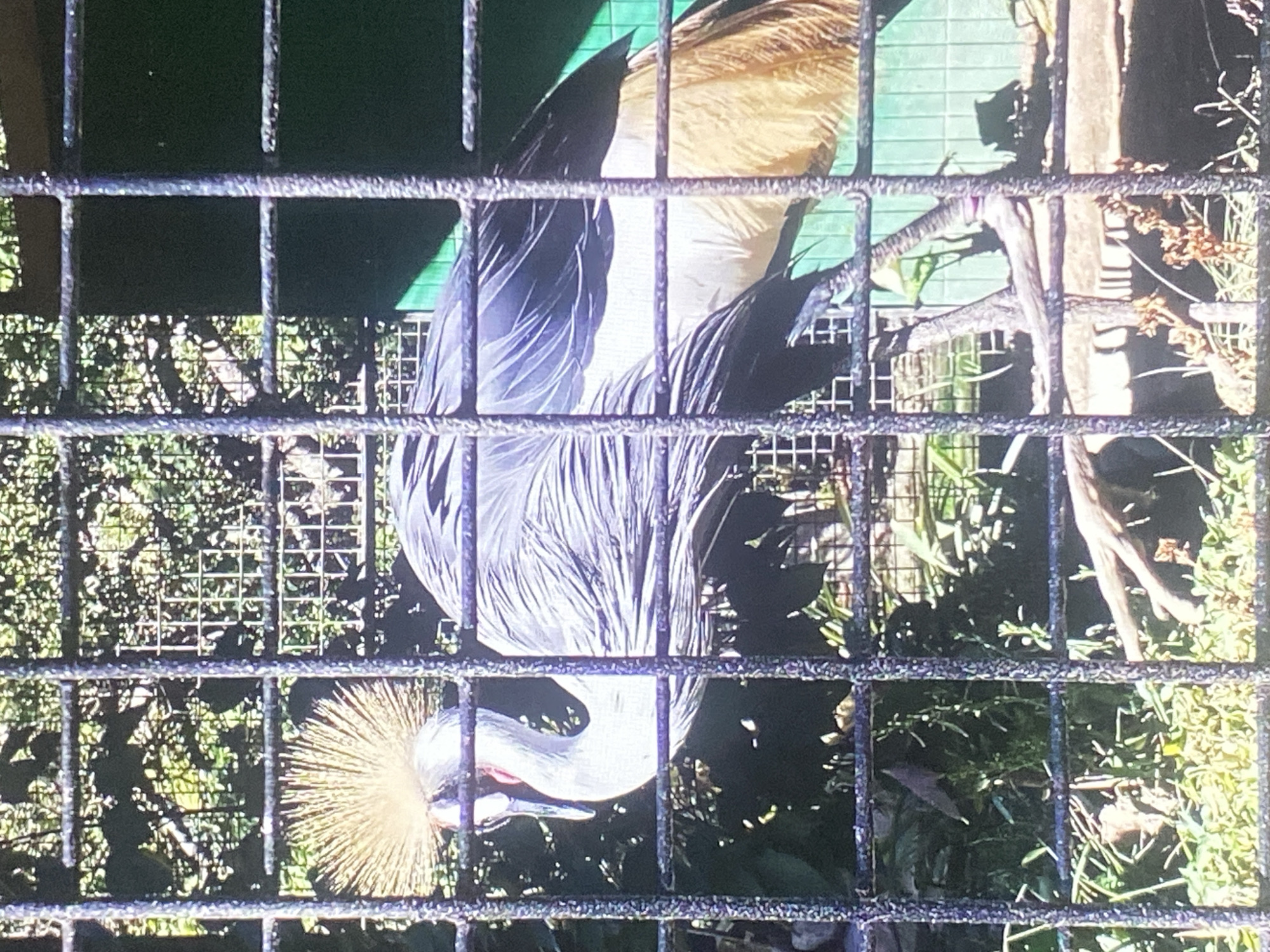 The image shows a bird with a distinctive golden crown, possibly a Grey Crowned Crane, behind a metal cage. The background reveals foliage and possibly some man-made structures, including a green surface that could be a wall or roof. This photograph was taken in Tinaquillo, Venezuela.