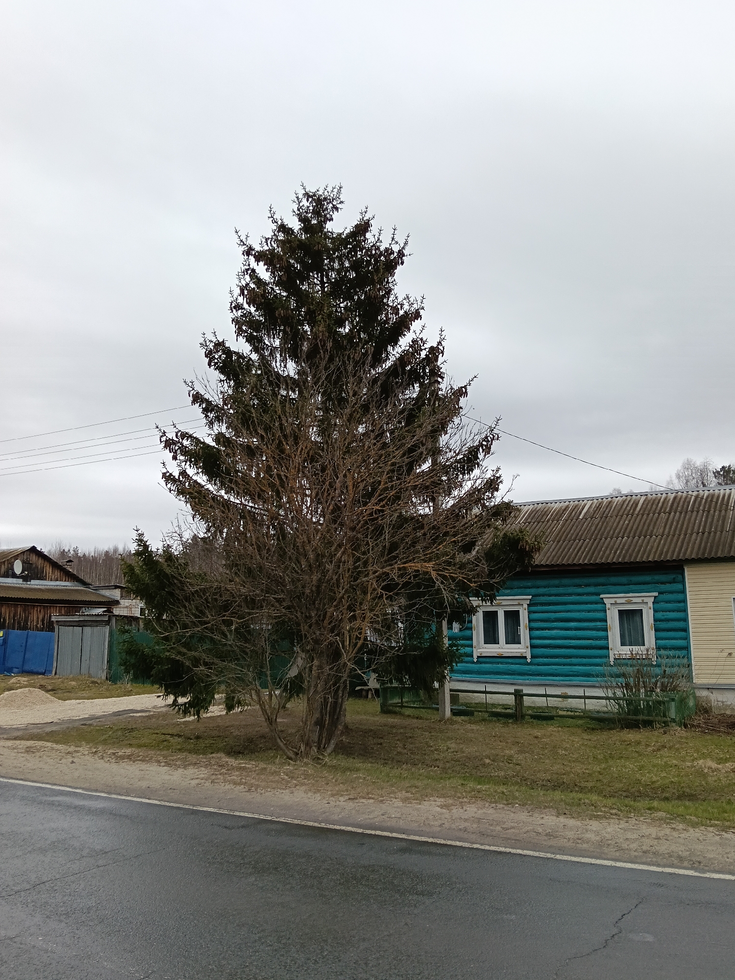 The image shows a street scene in Красный Маяк, Russia on an overcast day. In the foreground, a wet asphalt road runs horizontally across the frame. Adjacent to the road is a strip of dirt and grass. Behind this strip is a large spruce tree, partly bare with some green foliage and cones, centered in the frame. Behind the tree is a blue wooden house with white-framed windows and a gray roof. A section of the house is painted yellow on the right side. To the left of the tree, partially visible, is another structure with a gray metal exterior and a blue tarp covering a portion of it. Overhead, power lines stretch across the top portion of the image, against a gray sky. The environment appears rural, with a mix of residential buildings and natural elements.